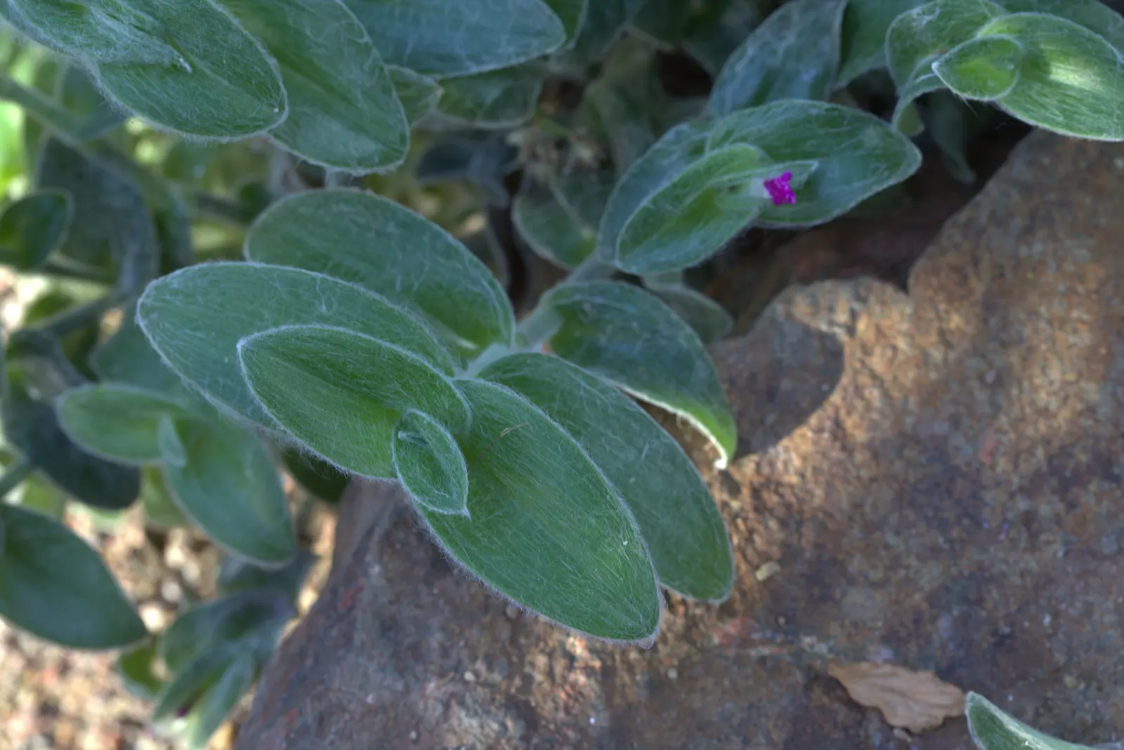 Cobweb Spiderwort (Tradescantia Sillamontana) — Drought-tolerant and preferring full sun to partial shade; rendering it all the more suitable for varied