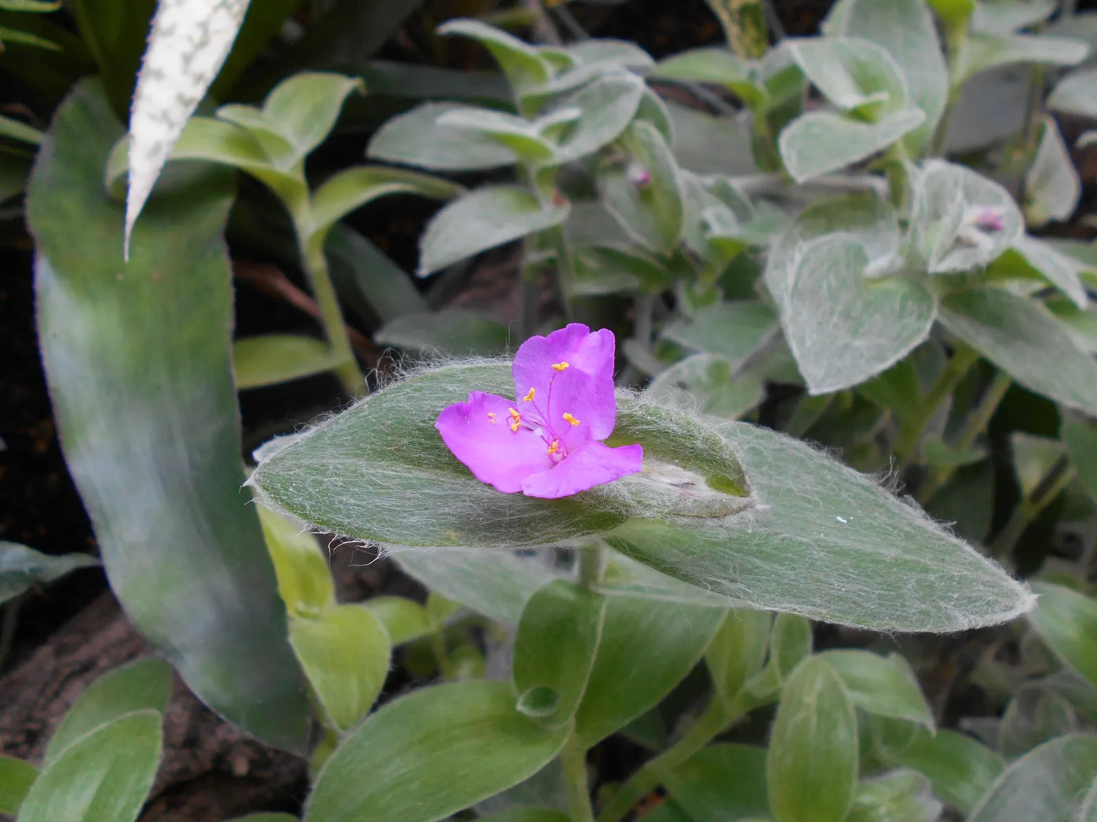 Cobweb Spiderwort (Tradescantia Sillamontana) — It features distinctive, fleshy leaves blanketed in silvery hairs, giving a cobwebbed appearance; which serves