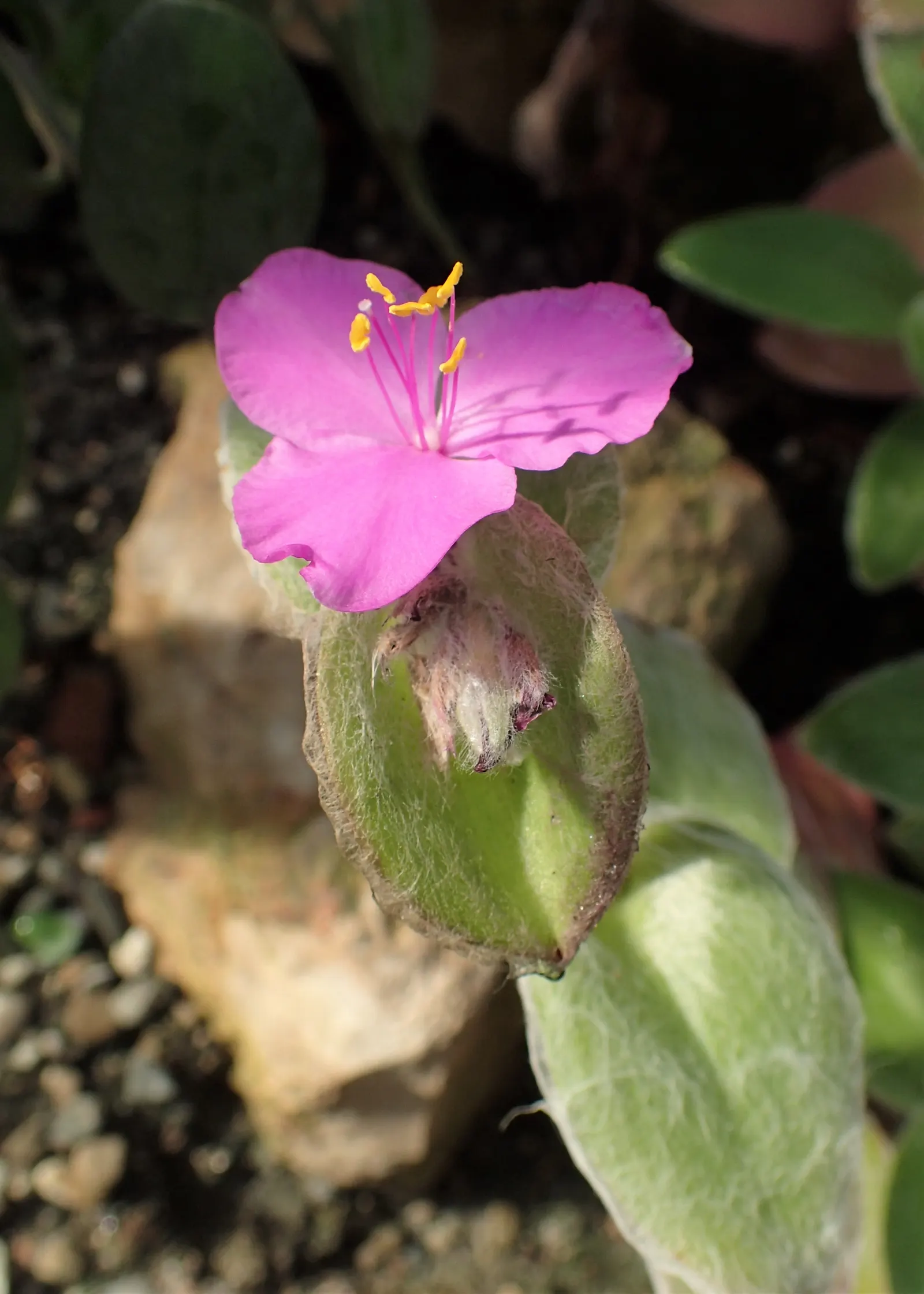 Cobweb Spiderwort (Tradescantia Sillamontana) — scientifically known as Tradescantia sillamontana; this succulent member of the Commelinaceae family is hardy