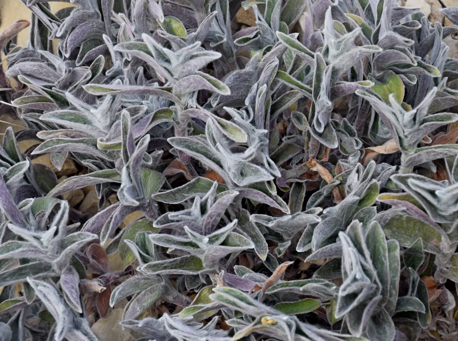 Cobweb Spiderwort (Tradescantia Sillamontana) — Hailing from the arid regions of Northeast Mexico