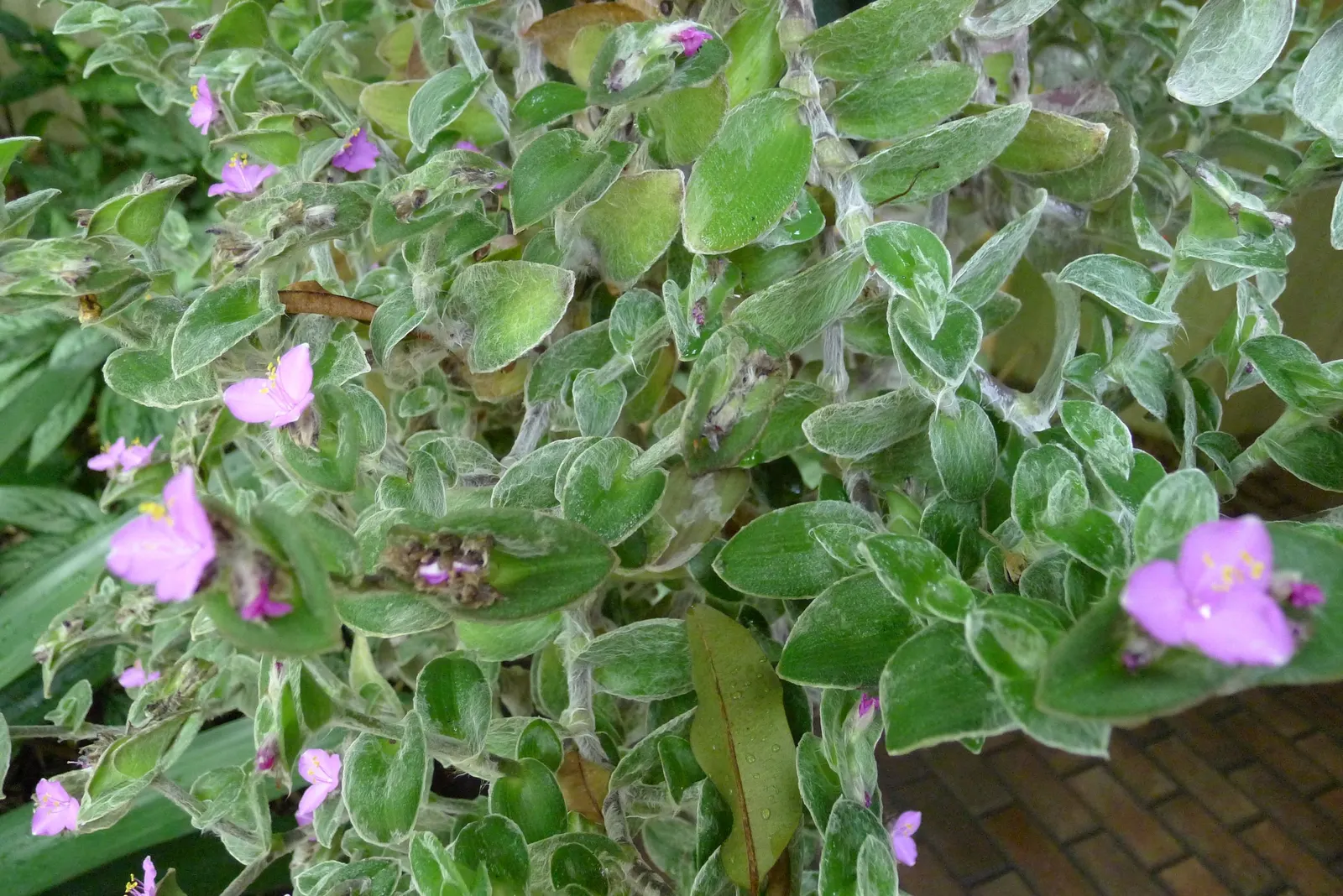 Cobweb Spiderwort (Tradescantia Sillamontana) — a regular watering schedule during the first growing season is crucial to develop a deep; creating an