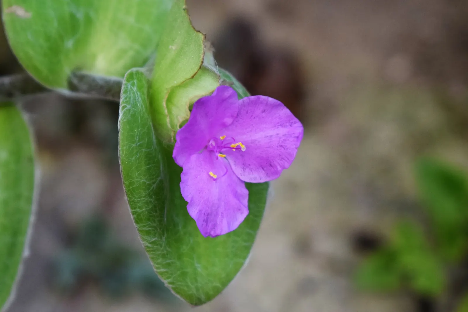 Cobweb Spiderwort (Tradescantia Sillamontana) — a regular watering schedule during the first growing season is crucial to develop a deep