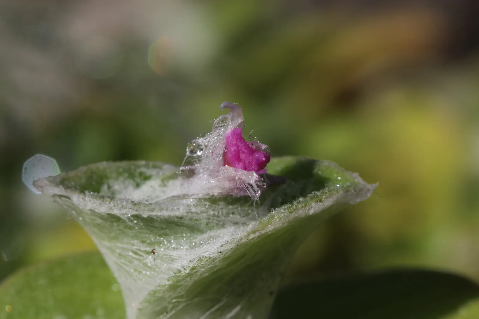 Cobweb Spiderwort (Tradescantia Sillamontana) — <br><br>When preparing the landscape design for the client; the Cobweb Spiderwort reaches an average height of