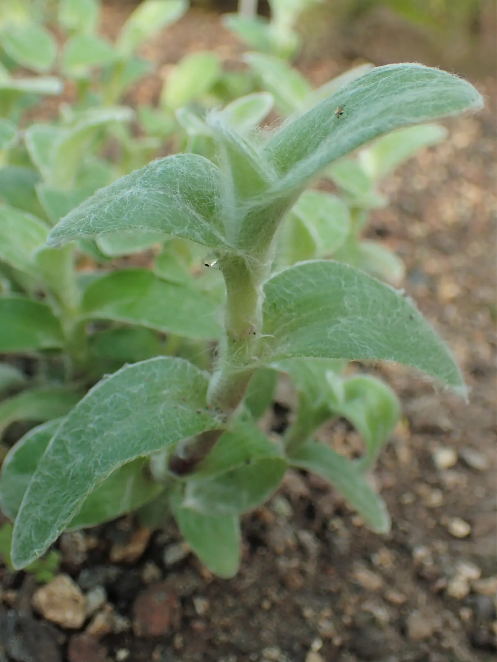 Cobweb Spiderwort (Tradescantia Sillamontana) — <br><br>When preparing the landscape design for the client