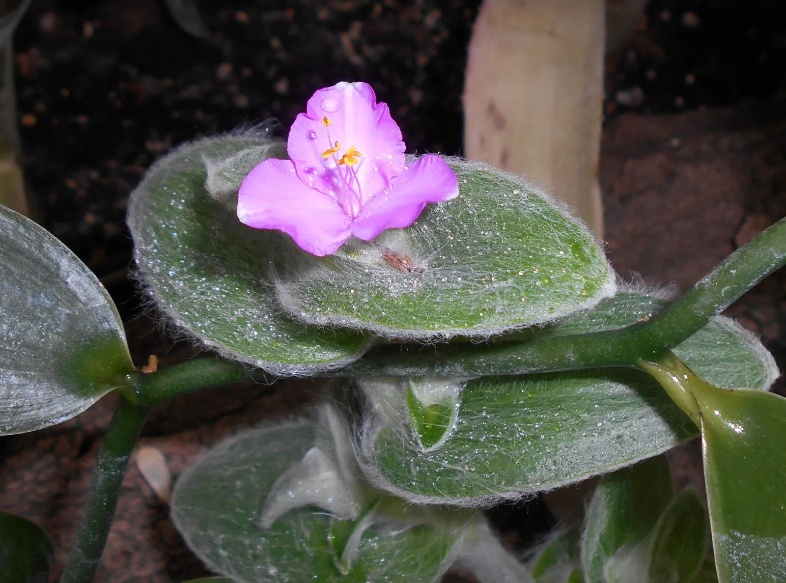 Cobweb Spiderwort (Tradescantia Sillamontana) — particularly in USDA zones 7 through 10.<br><br>Characterized by its fleshy