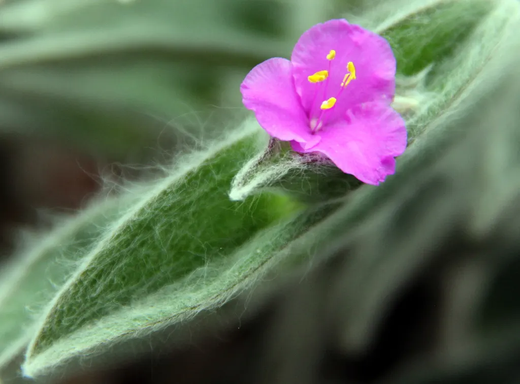 Cobweb Spiderwort (Tradescantia Sillamontana) — this succulent member of the Commelinaceae family is hardy and well-adapted to a variety of garden settings