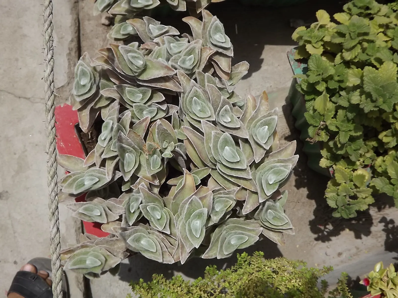 Cobweb Spiderwort (Tradescantia Sillamontana) — is a perennial succulent reaching 12-18 inches in height and width; ideal for xeriscaping and suitable for