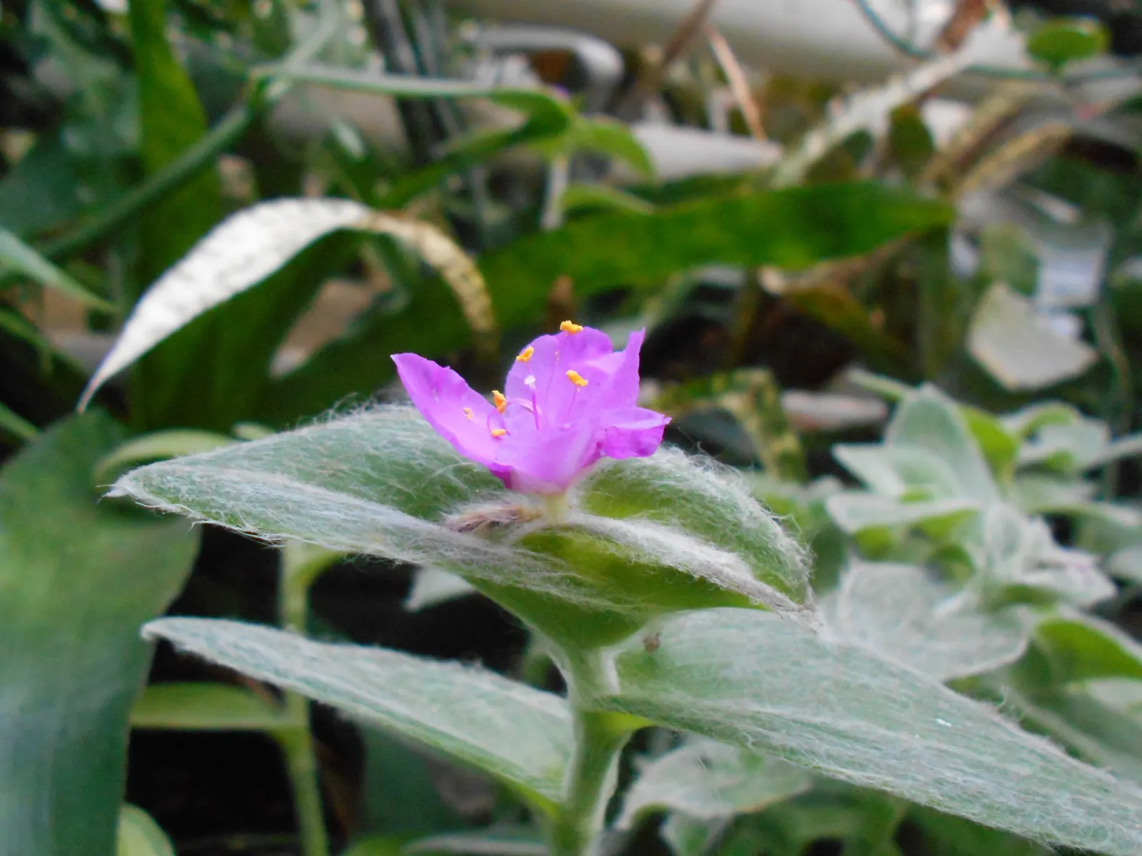 Cobweb Spiderwort (Tradescantia Sillamontana) — is a distinctive perennial plant that brings an exotic touch to any landscape design; although drought-tolerant
