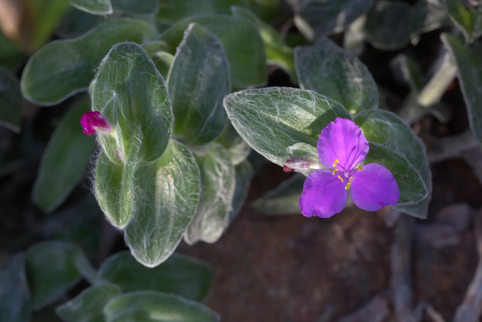 Cobweb Spiderwort (Tradescantia Sillamontana) — and make sure to inform them of its low maintenance needs and adaptation to less water-reliant environments