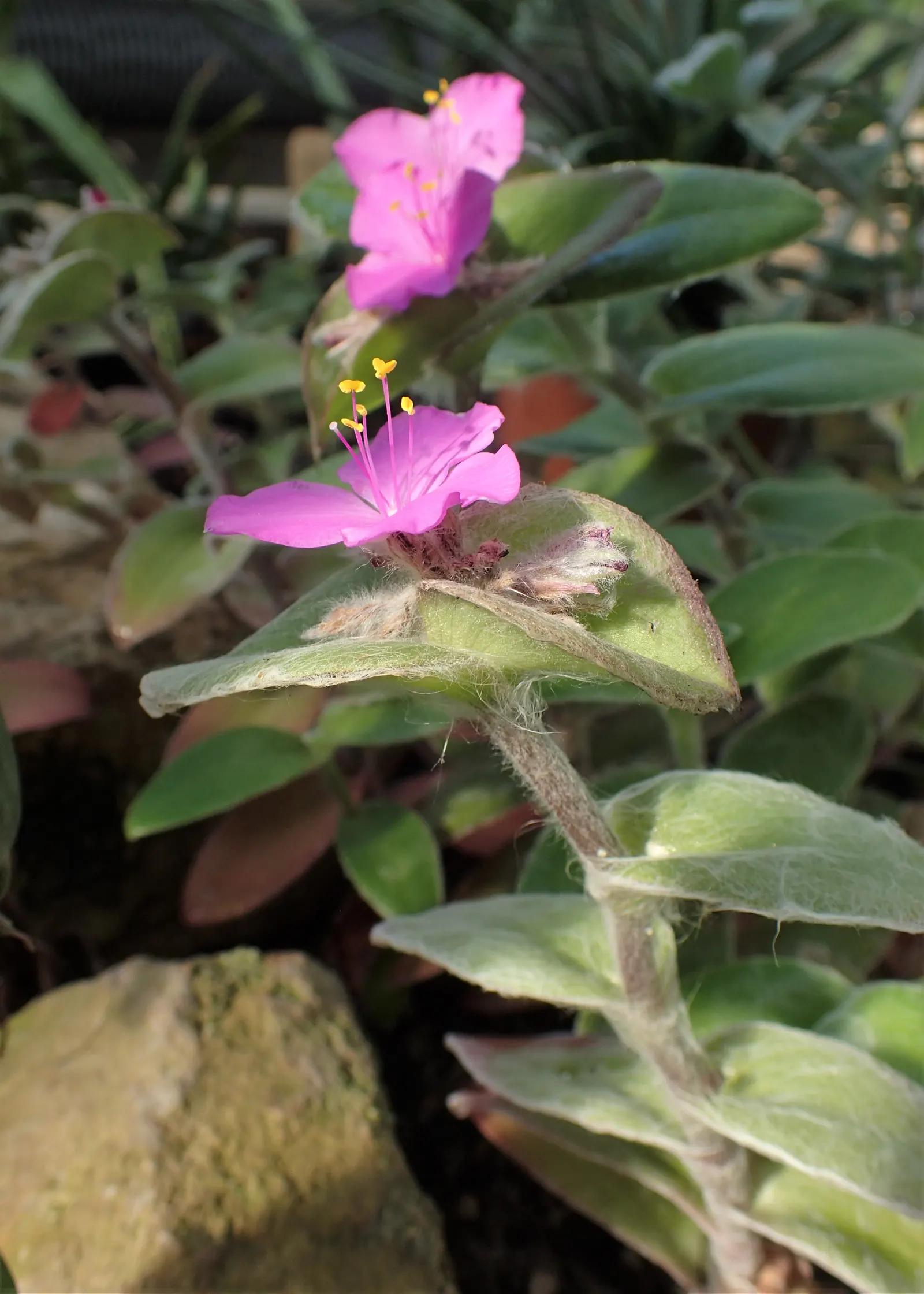 Cobweb Spiderwort (Tradescantia Sillamontana) — Drought-tolerant and preferring full sun to partial shade