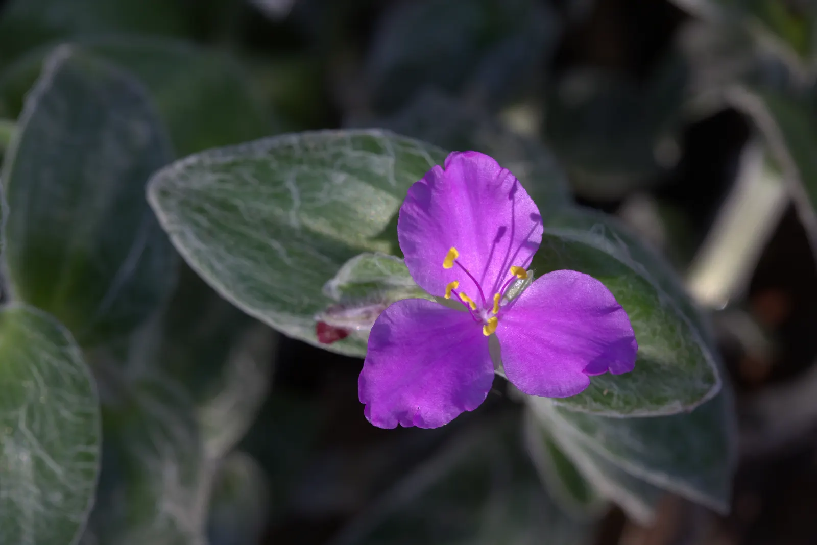 Cobweb Spiderwort (Tradescantia Sillamontana) — creating an attractive contrast with its fuzzy foliage
