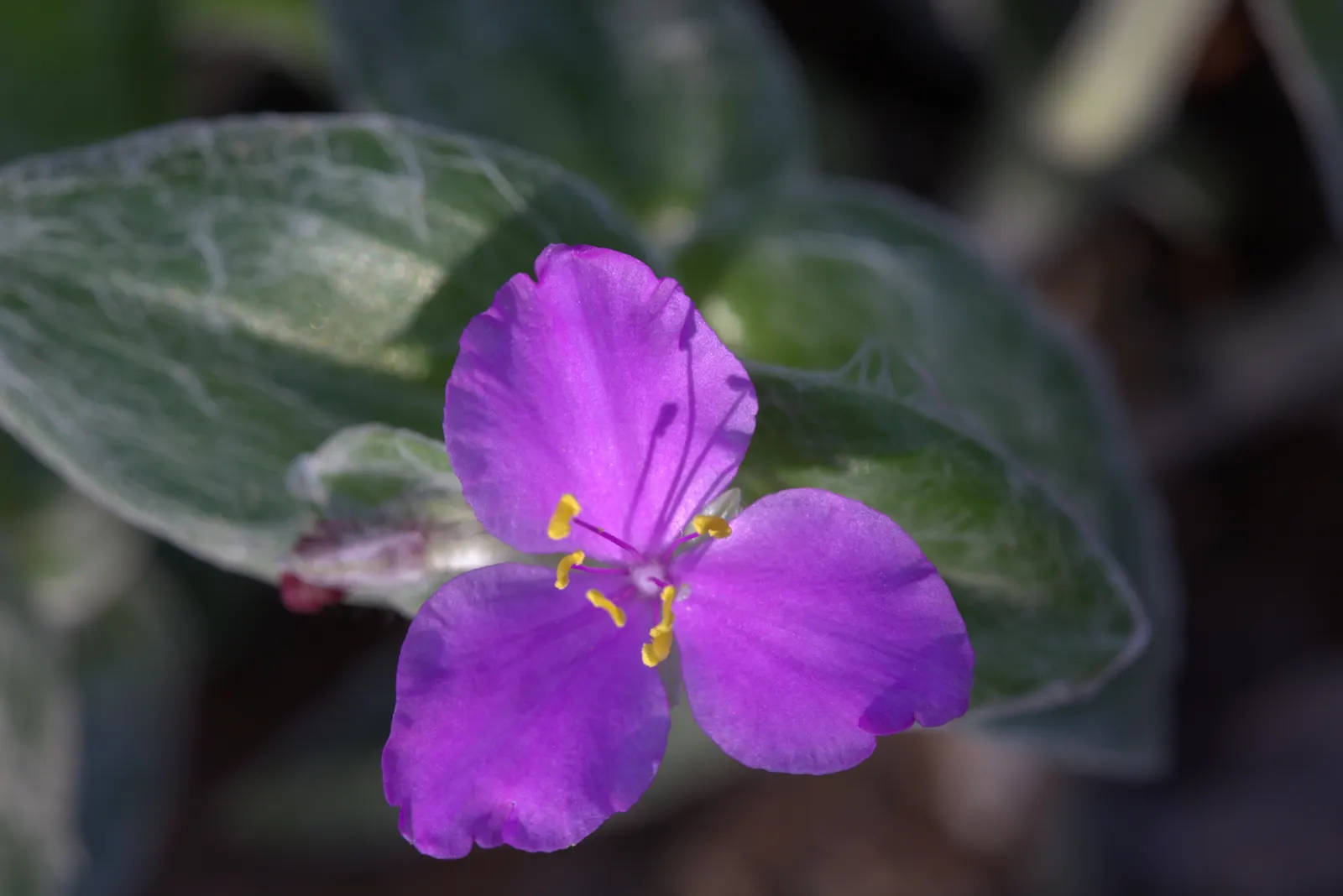 Cobweb Spiderwort (Tradescantia Sillamontana) — the Cobweb Spiderwort reaches an average height of 12 to 18 inches