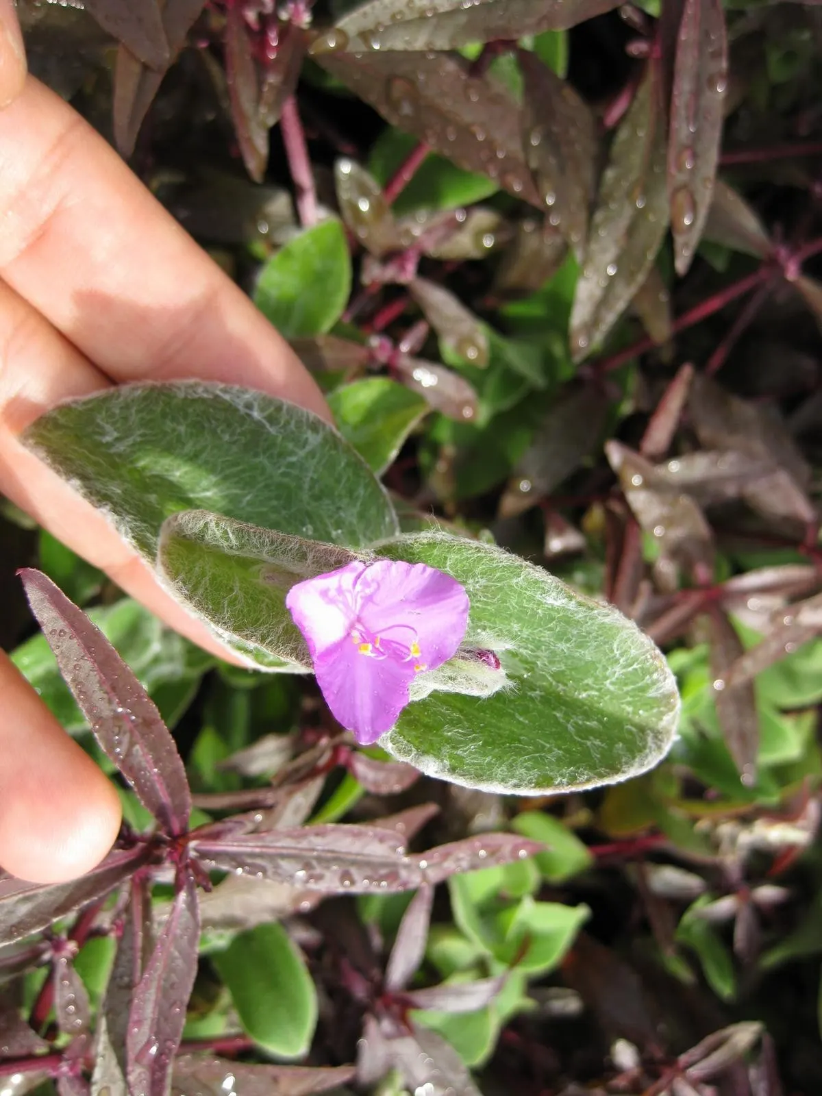 Cobweb Spiderwort (Tradescantia Sillamontana) — which serves as a protective adaptation against intense sunlight and dehydration.<br><br>Spring to summer