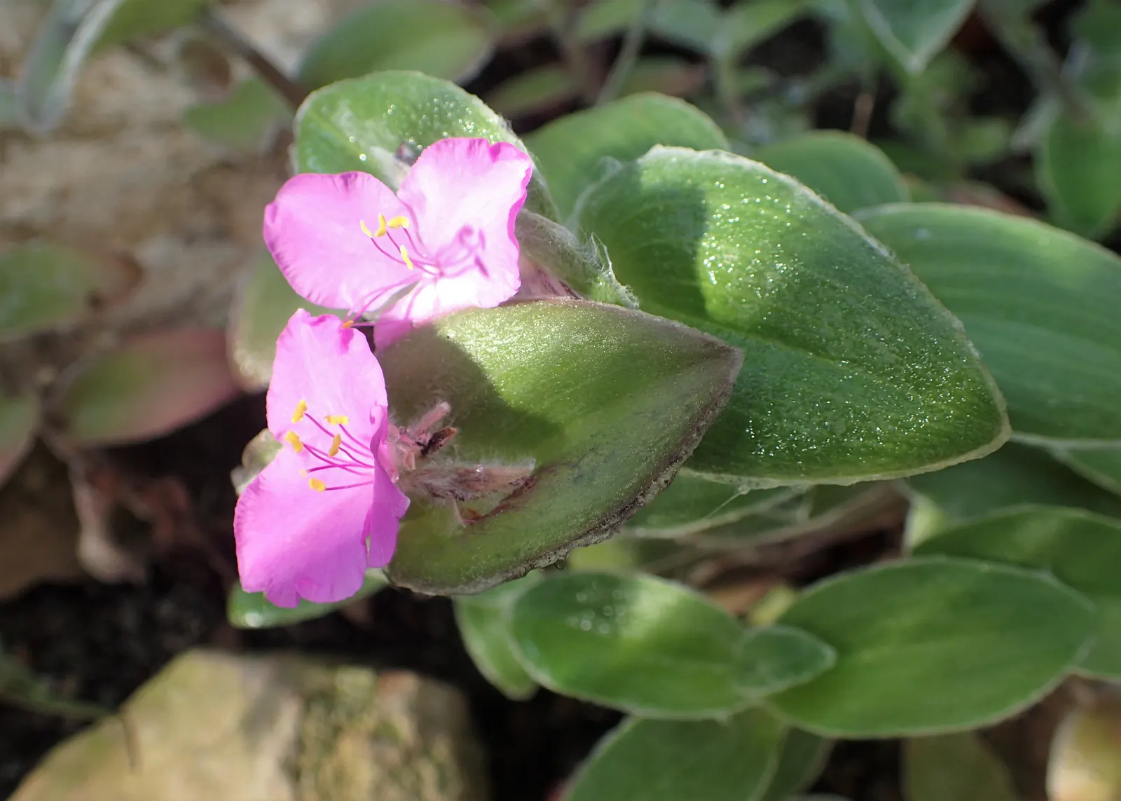 Cobweb Spiderwort (Tradescantia Sillamontana) — this succulent member of the Commelinaceae family is hardy and well-adapted to a variety of garden, image 32