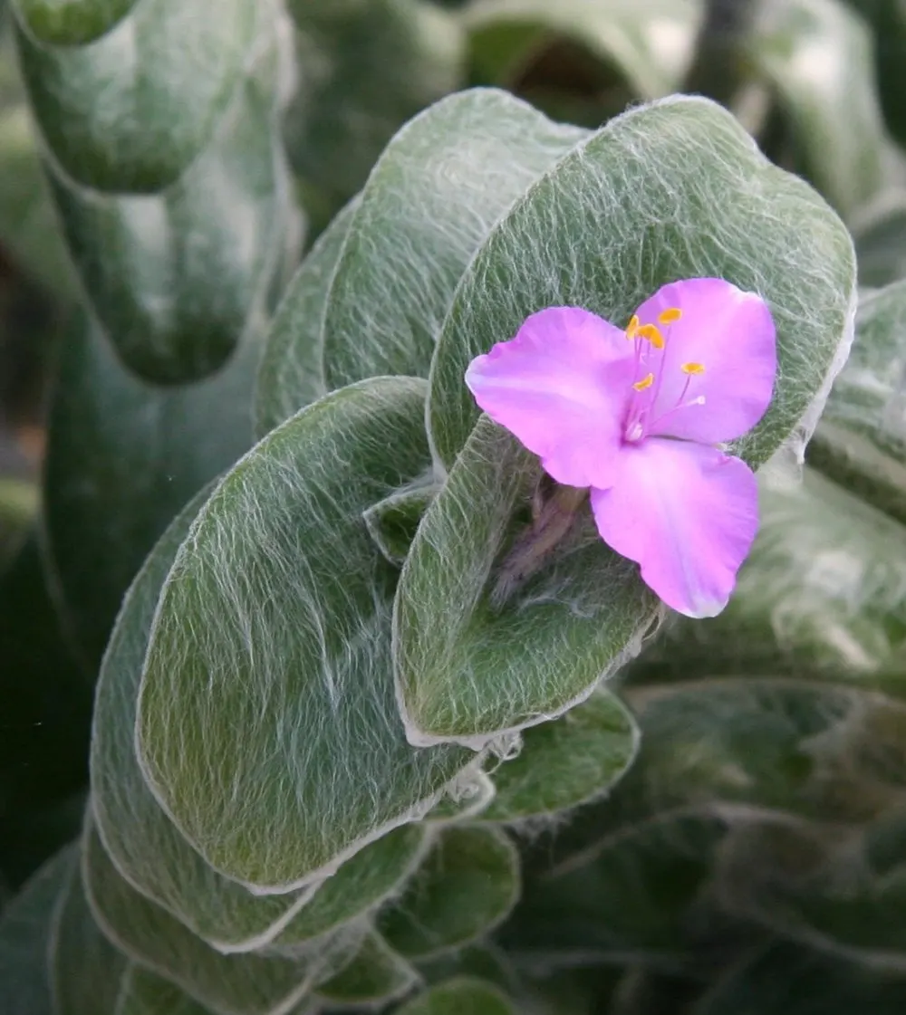 Cobweb Spiderwort (Tradescantia Sillamontana) — Tradescantia sillamontana requires well-drained soil and thrives best in full sun to partial shade