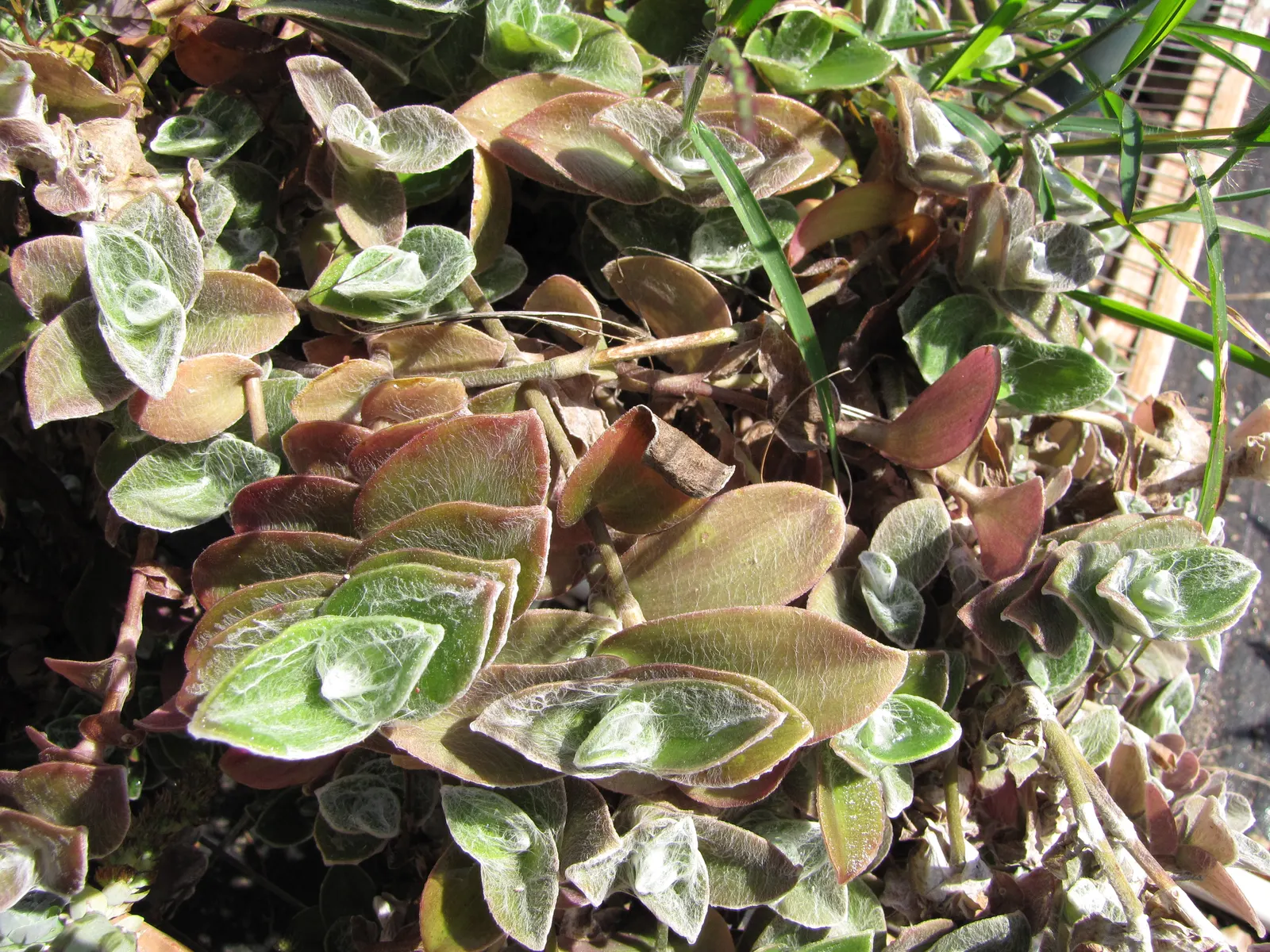 Cobweb Spiderwort (Tradescantia Sillamontana) — pink flowers in the garden; hailing from the arid regions of Northeast Mexico