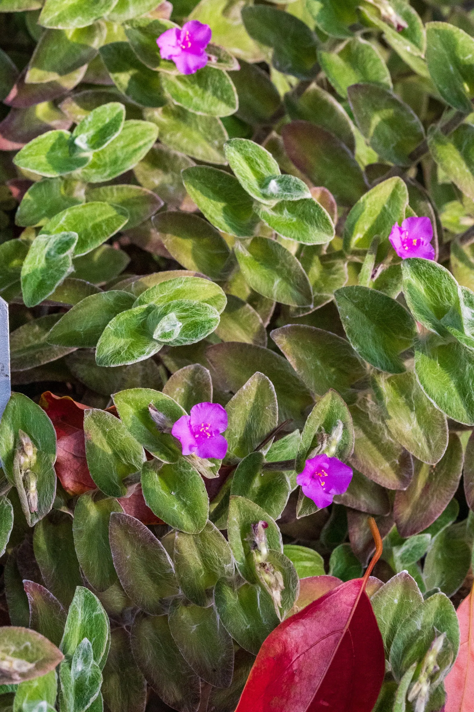 Cobweb Spiderwort (Tradescantia Sillamontana) — Ideal for xeriscaping and suitable for containers, it adds a textured, silvery accent to the landscape