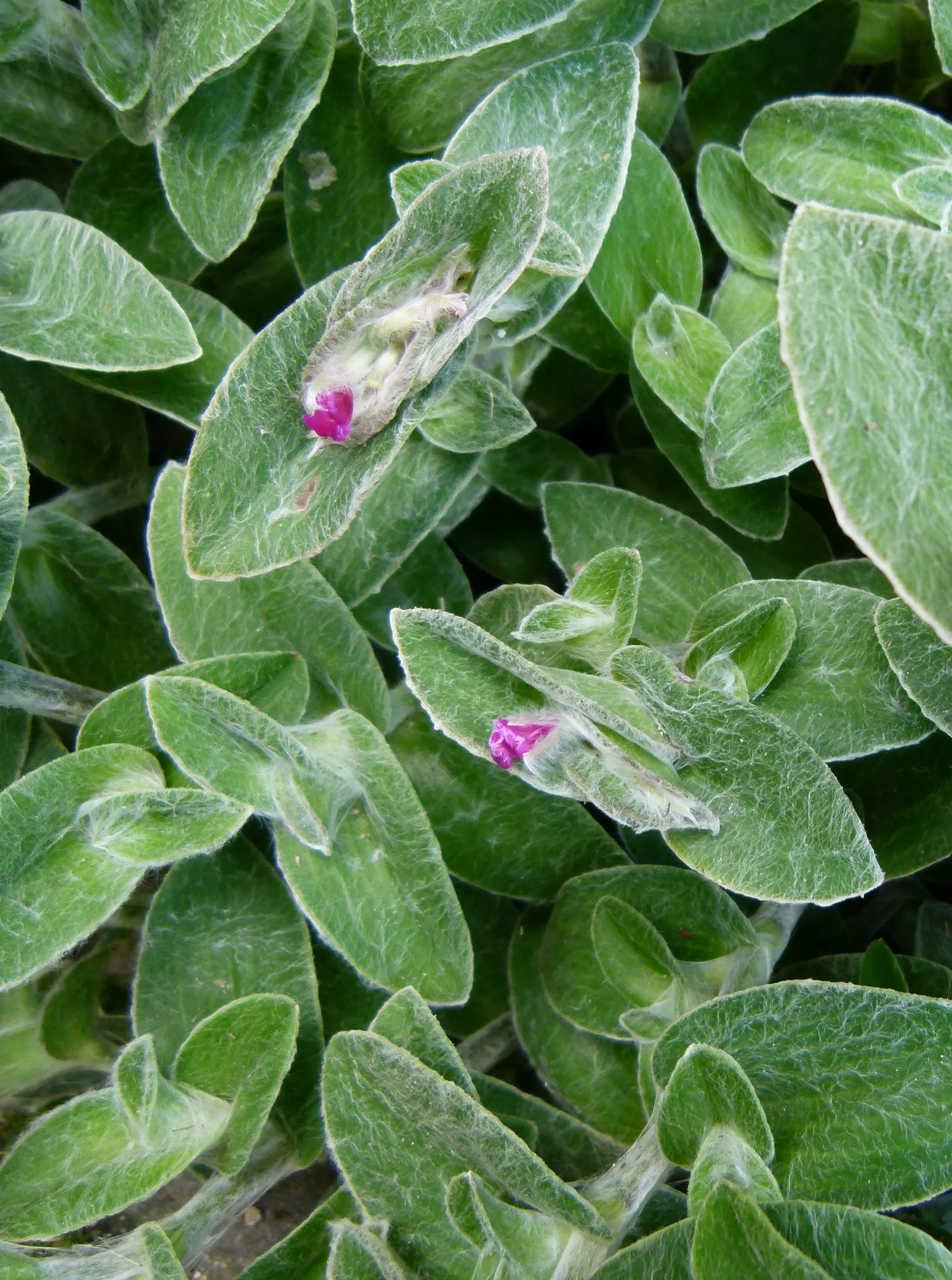 Cobweb Spiderwort (Tradescantia Sillamontana) — which serves as a protective adaptation against intense sunlight and dehydration.<br><br>Spring to summer; it