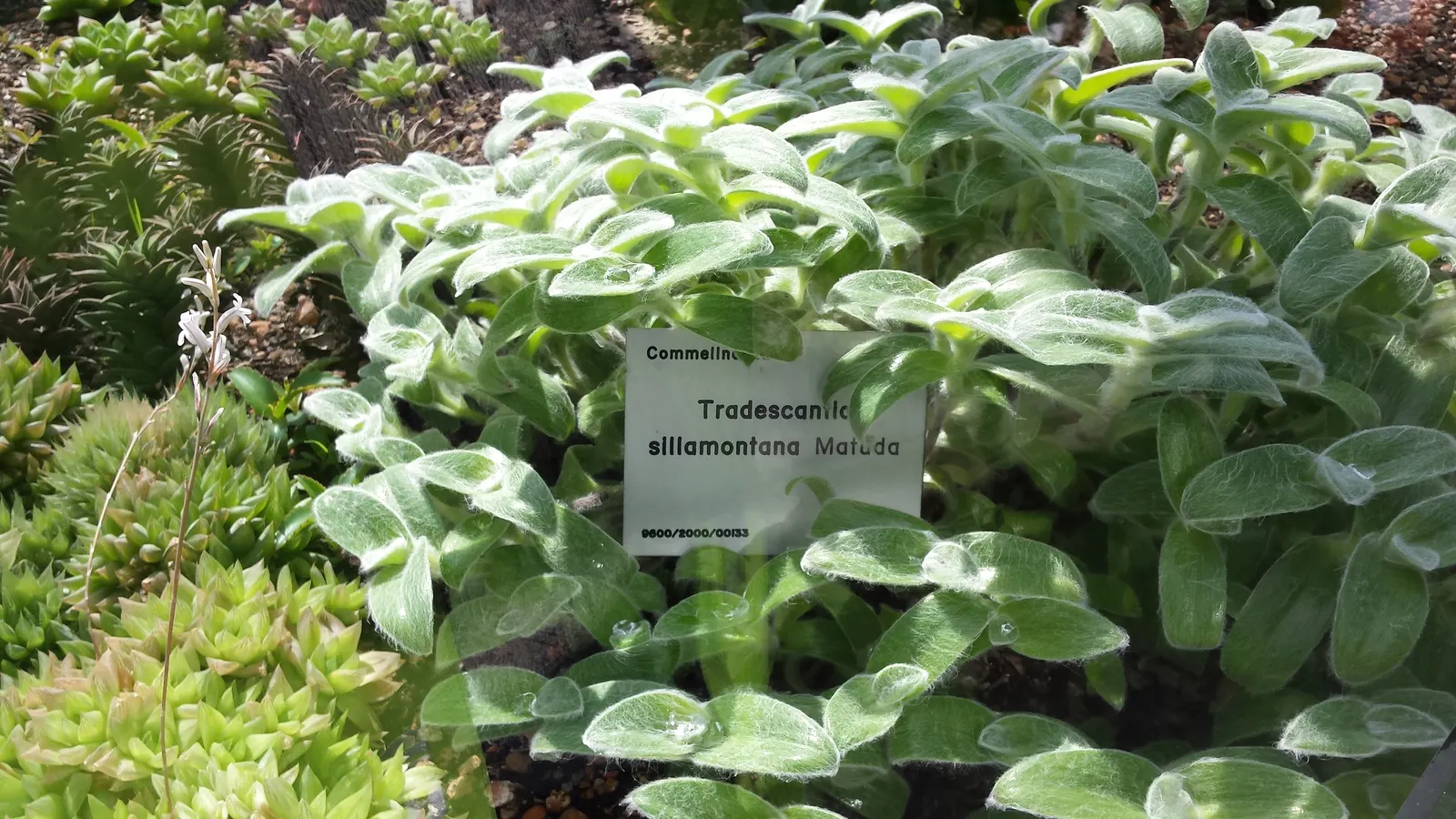 Cobweb Spiderwort (Tradescantia Sillamontana) — ground cover / perennial / succulent with pink blooms