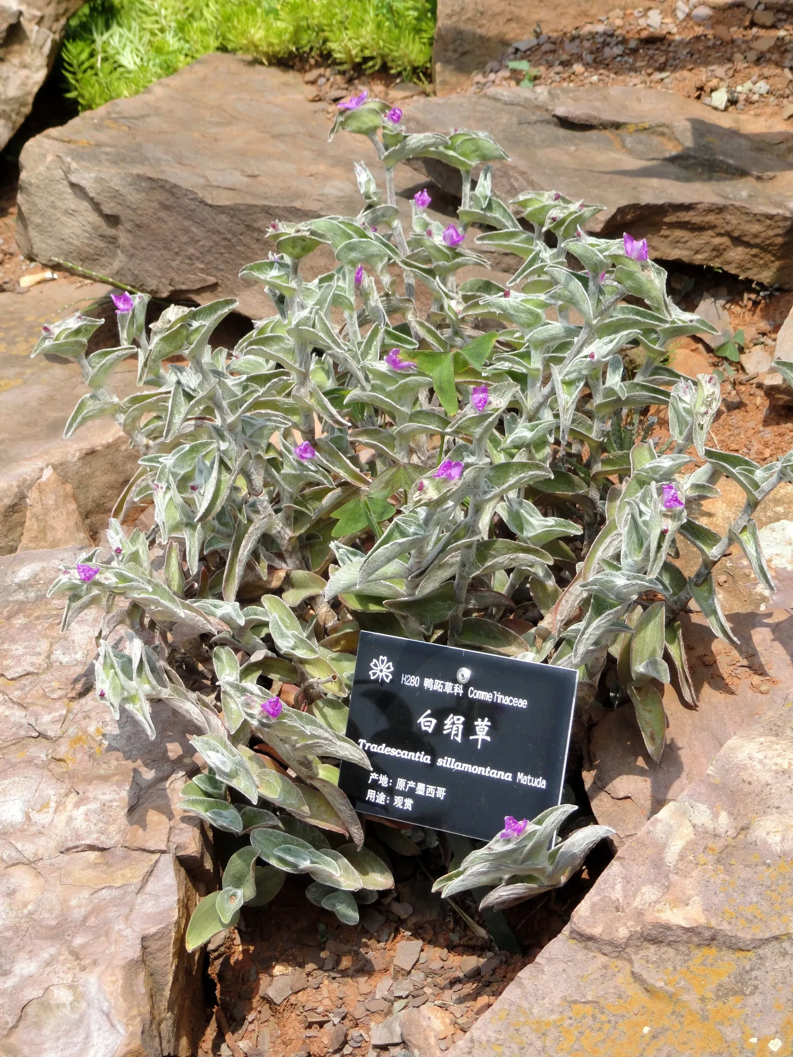 Cobweb Spiderwort (Tradescantia Sillamontana) — Hailing from the arid regions of Northeast Mexico; pink flowers in the garden