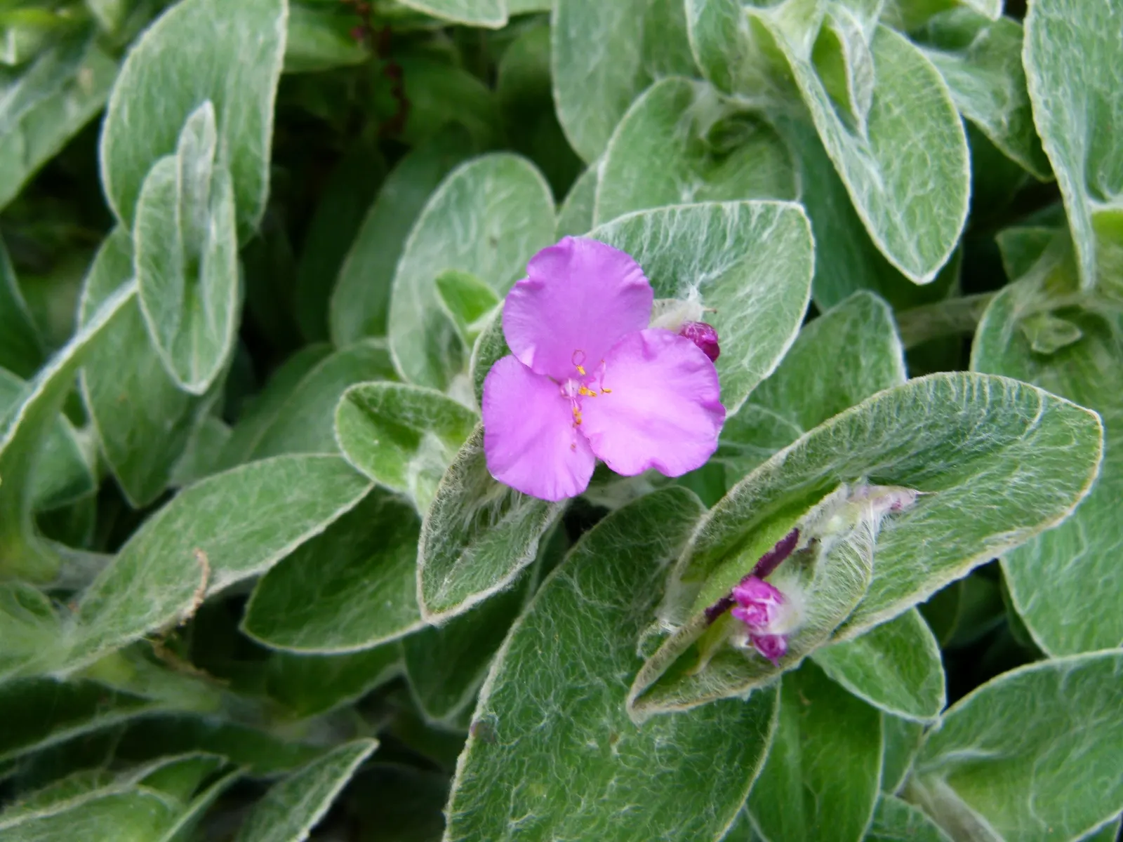Cobweb Spiderwort (Tradescantia Sillamontana) — three-petaled flowers that range from vivid magenta to purple; particularly in USDA zones 7 through