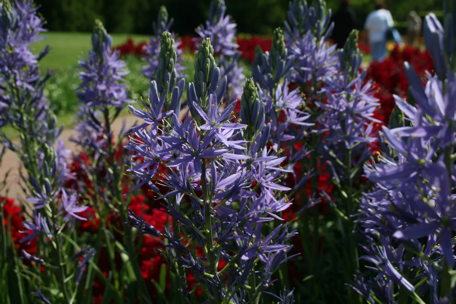 Blue Danube Wild Hycinth (Camassia Leichtlinii 'Blue Danube') — features striking spikes of deep-blue star-shaped flowers in late spring