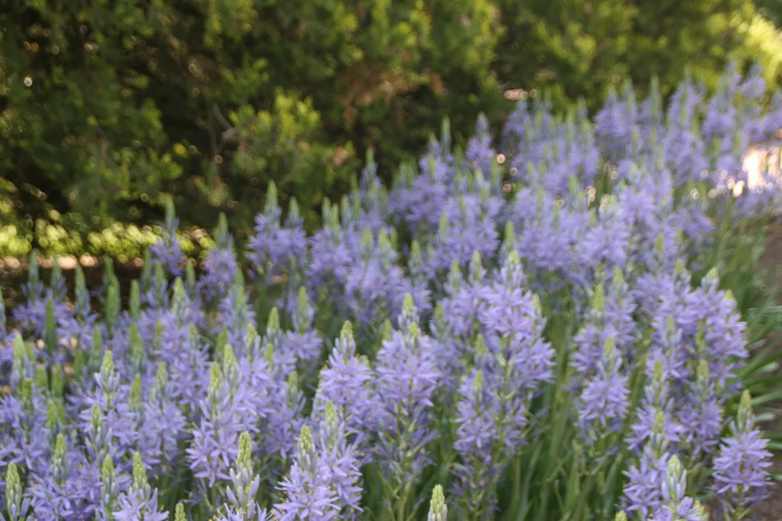Blue Danube Wild Hycinth (Camassia Leichtlinii 'Blue Danube') — The Blue Danube Wild Hyacinth