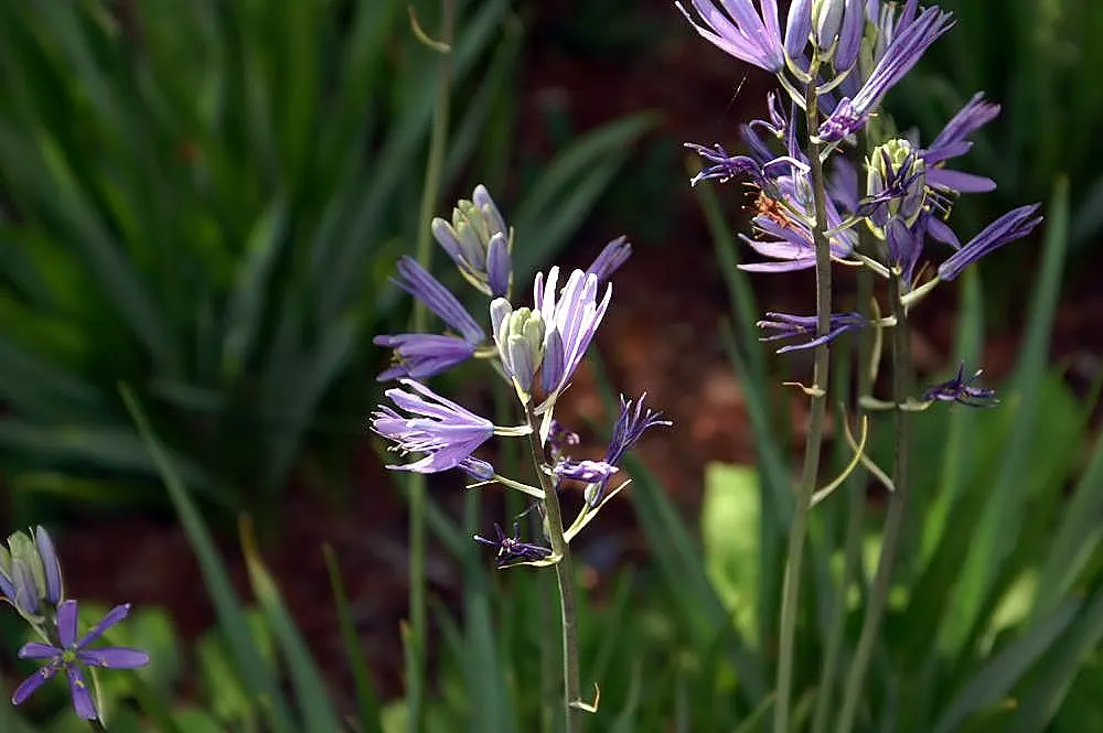 Blue Danube Wild Hycinth (Camassia Leichtlinii 'Blue Danube') — this wild hyacinth is perfect for naturalizing in meadows or accenting borders