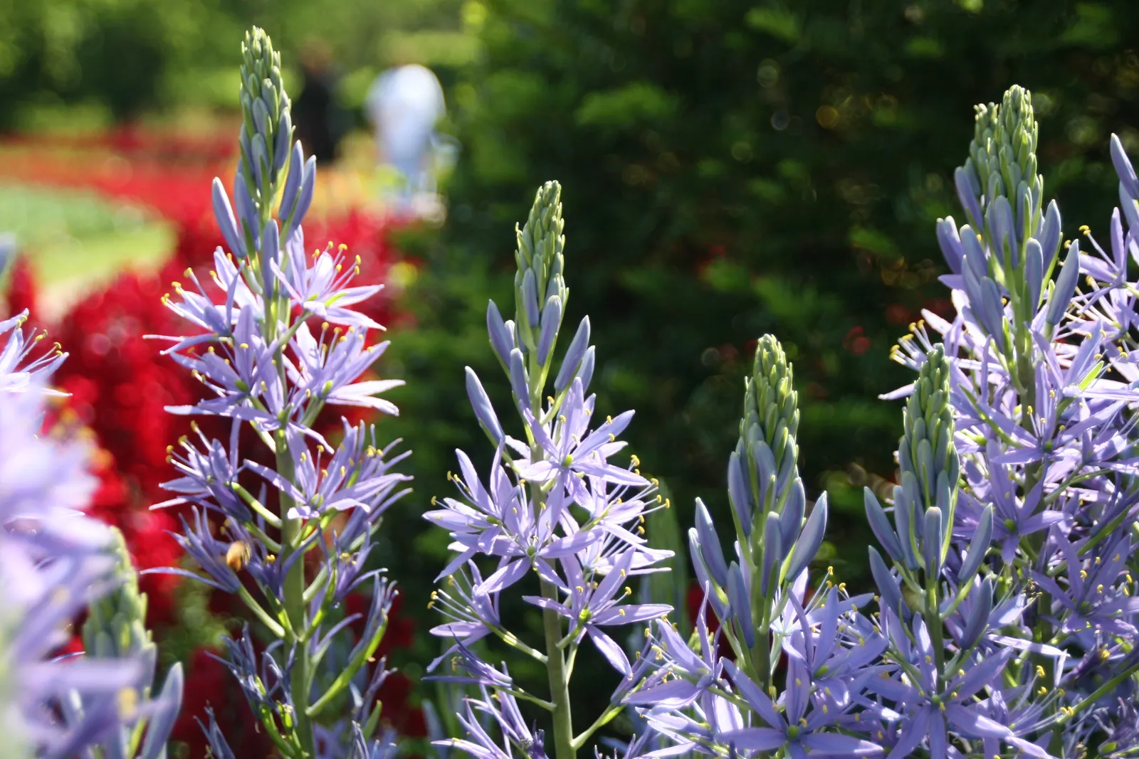 Blue Danube Wild Hycinth (Camassia Leichtlinii 'Blue Danube') — It tolerates moist conditions, making it ideal for waterside planting