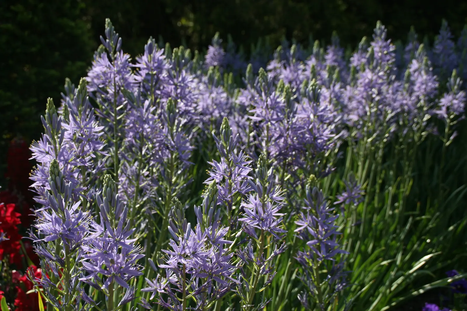 Blue Danube Wild Hycinth (Camassia Leichtlinii 'Blue Danube') — Adds bold color and vertical interest