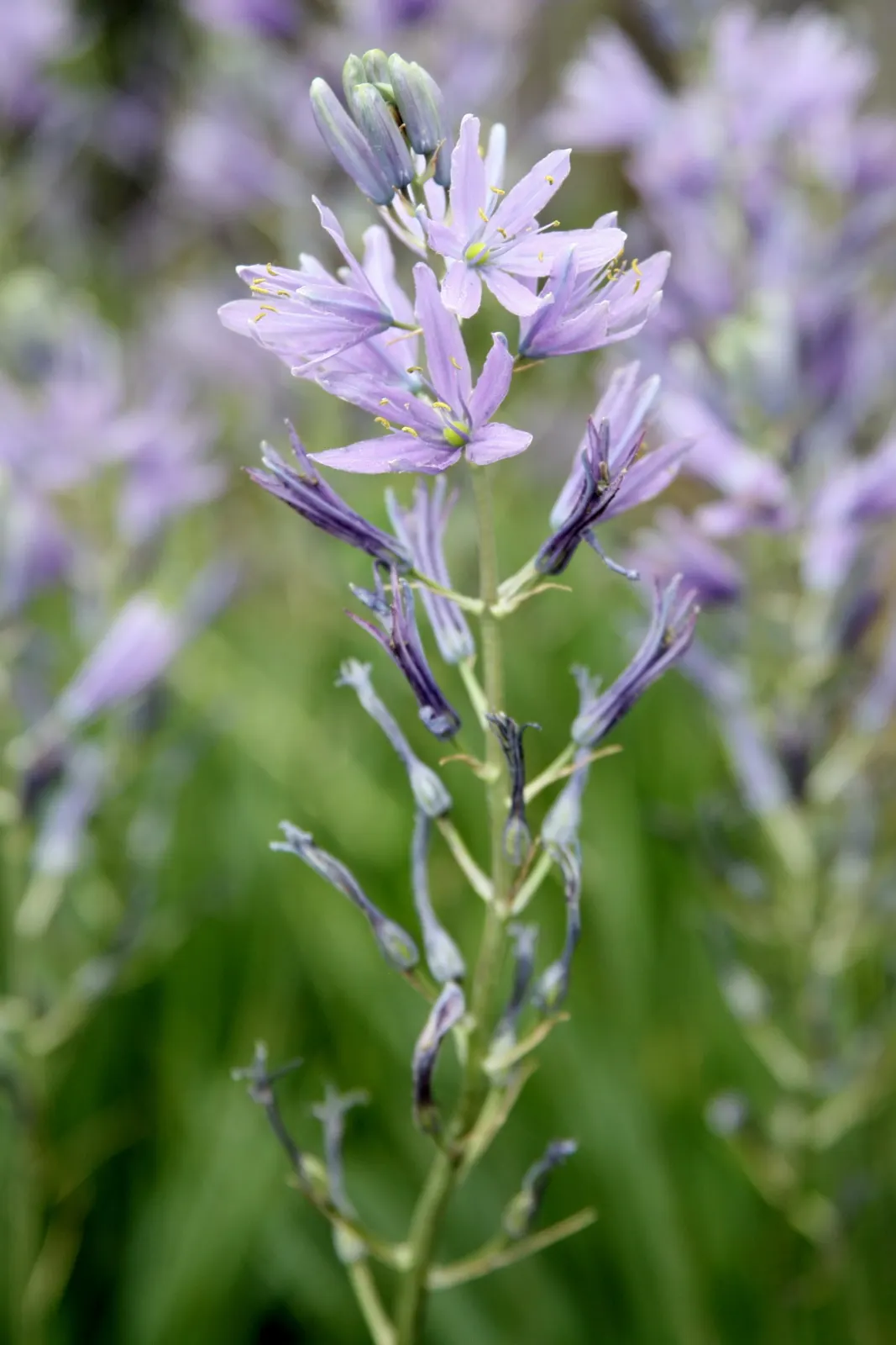 Blue Danube Wild Hycinth (Camassia Leichtlinii 'Blue Danube') — scientifically called Camassia leichtlinii 'Blue Danube'