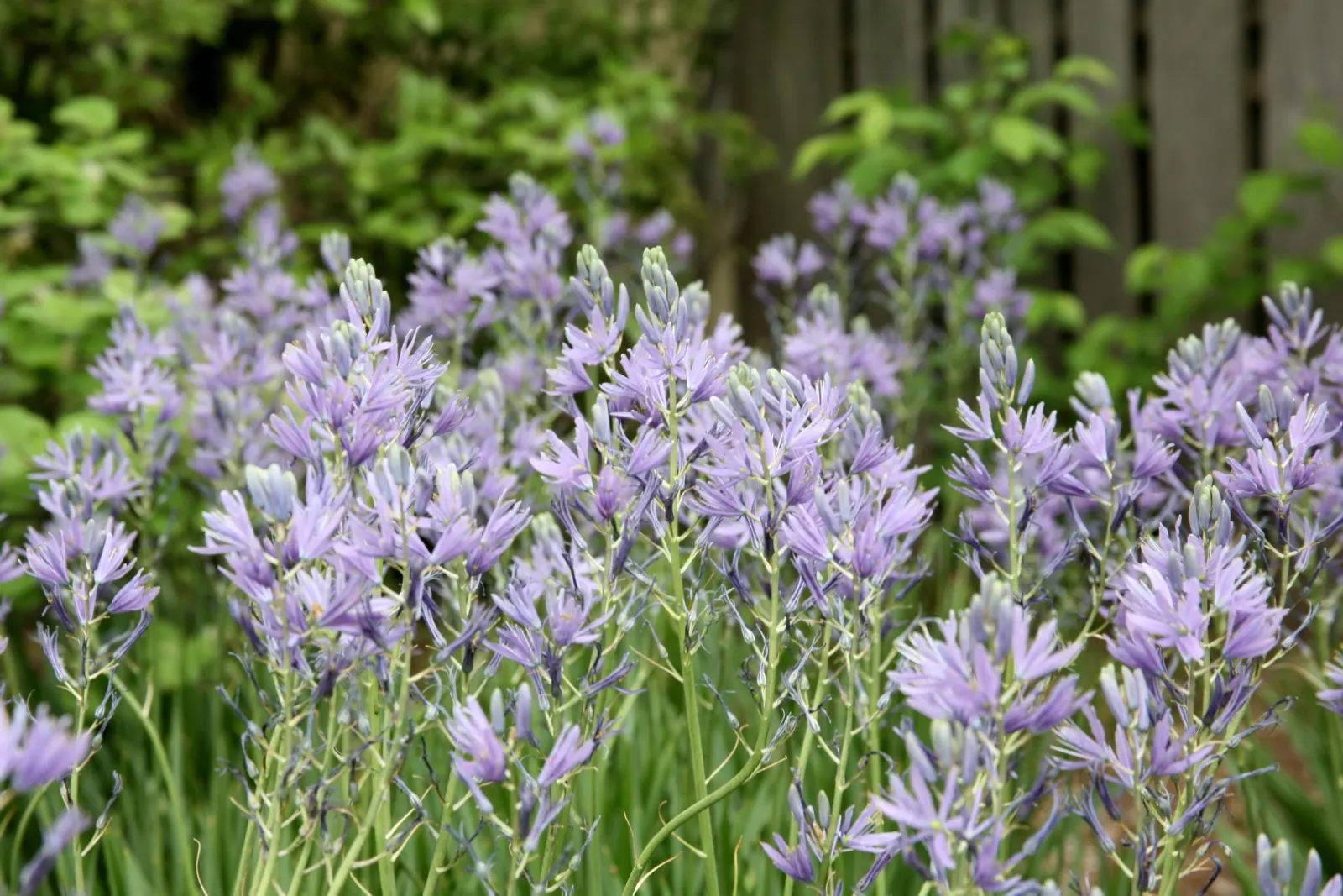Blue Danube Wild Hycinth (Camassia Leichtlinii 'Blue Danube') — Preferring full sun to part shade