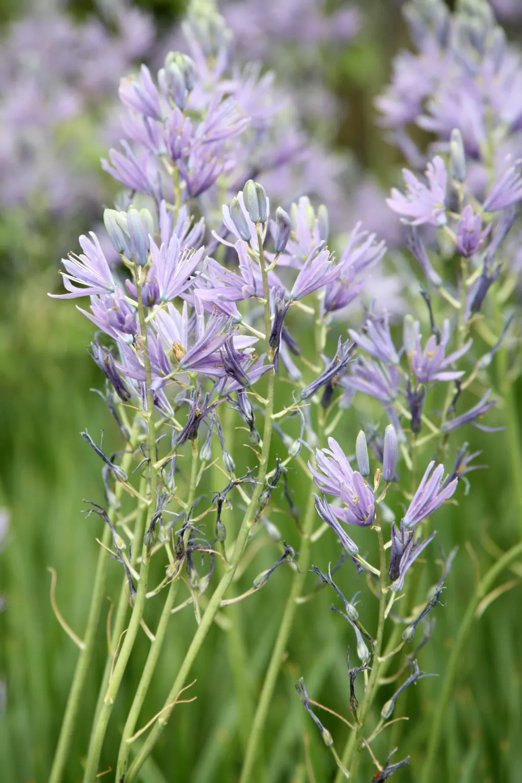 Blue Danube Wild Hycinth (Camassia Leichtlinii 'Blue Danube') — Thriving in zones 4-8, it reaches 24-30 inches in height with a spread of 15-18 inches