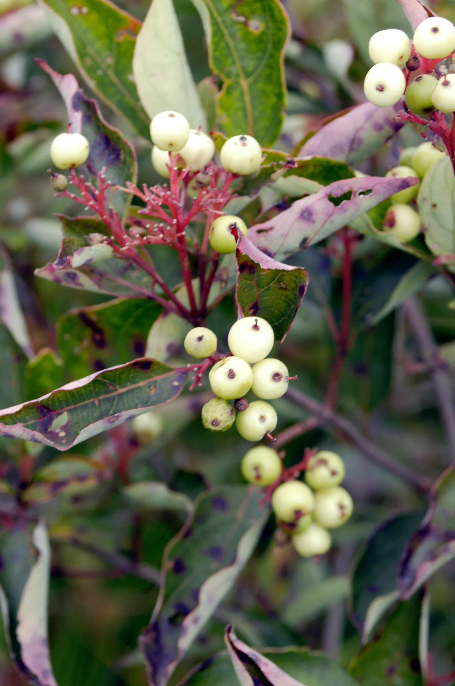 Gray Dogwood (Cornus Racemosa) — the Gray Dogwood thrives in full sun to partial shade and adapts well to a variety of soil conditions