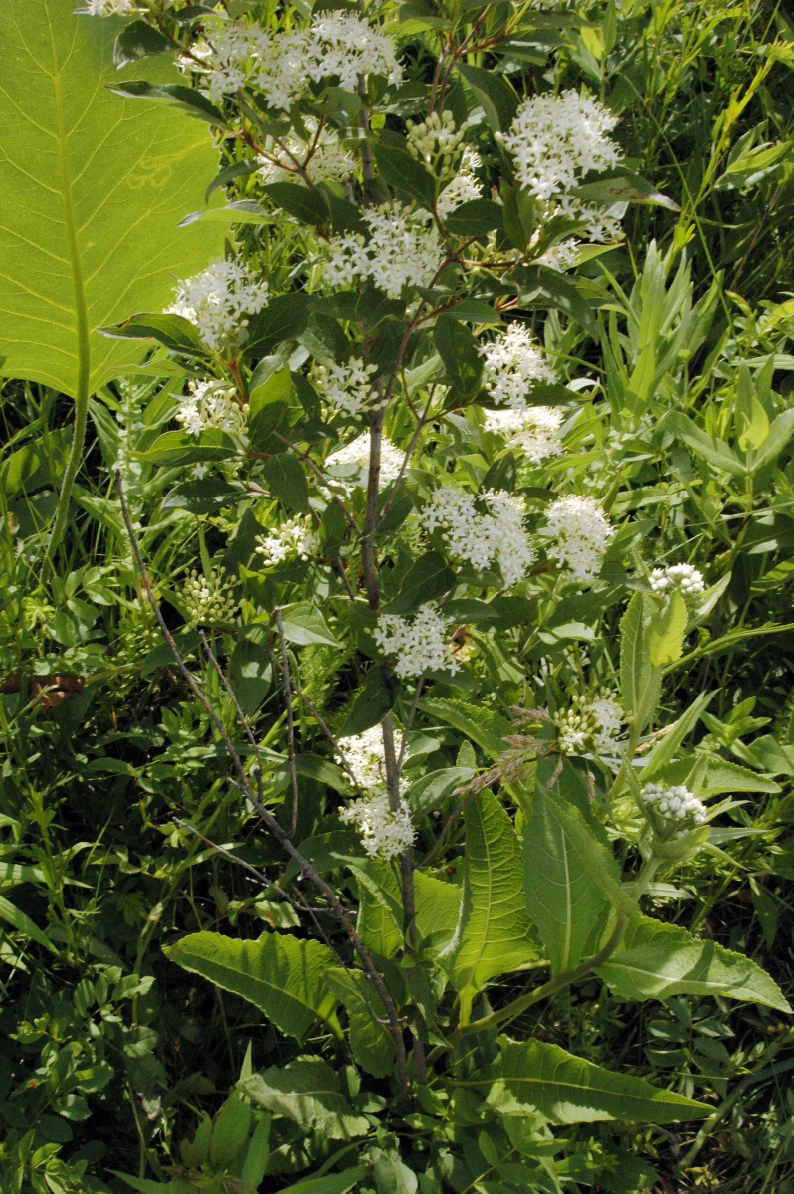 Gray Dogwood (Cornus Racemosa) — these give way to white-to-blue berries