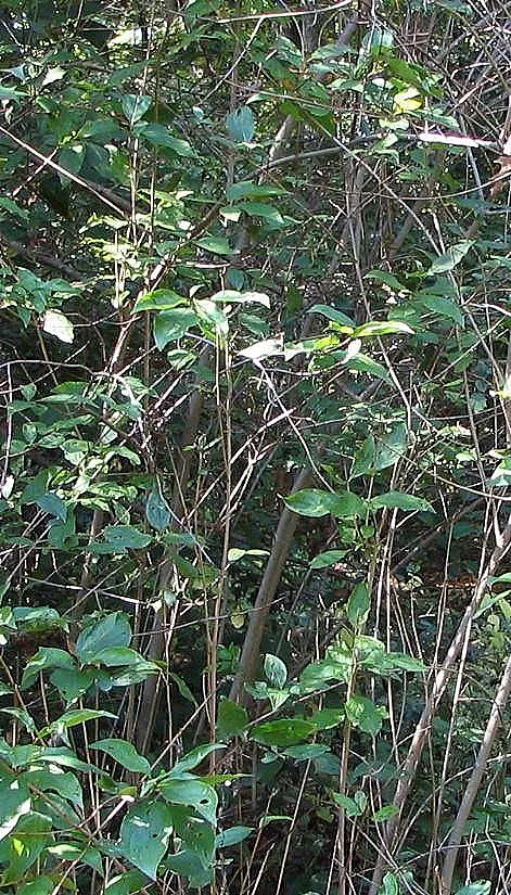 Gray Dogwood (Cornus Racemosa) — Ideal for naturalized areas
