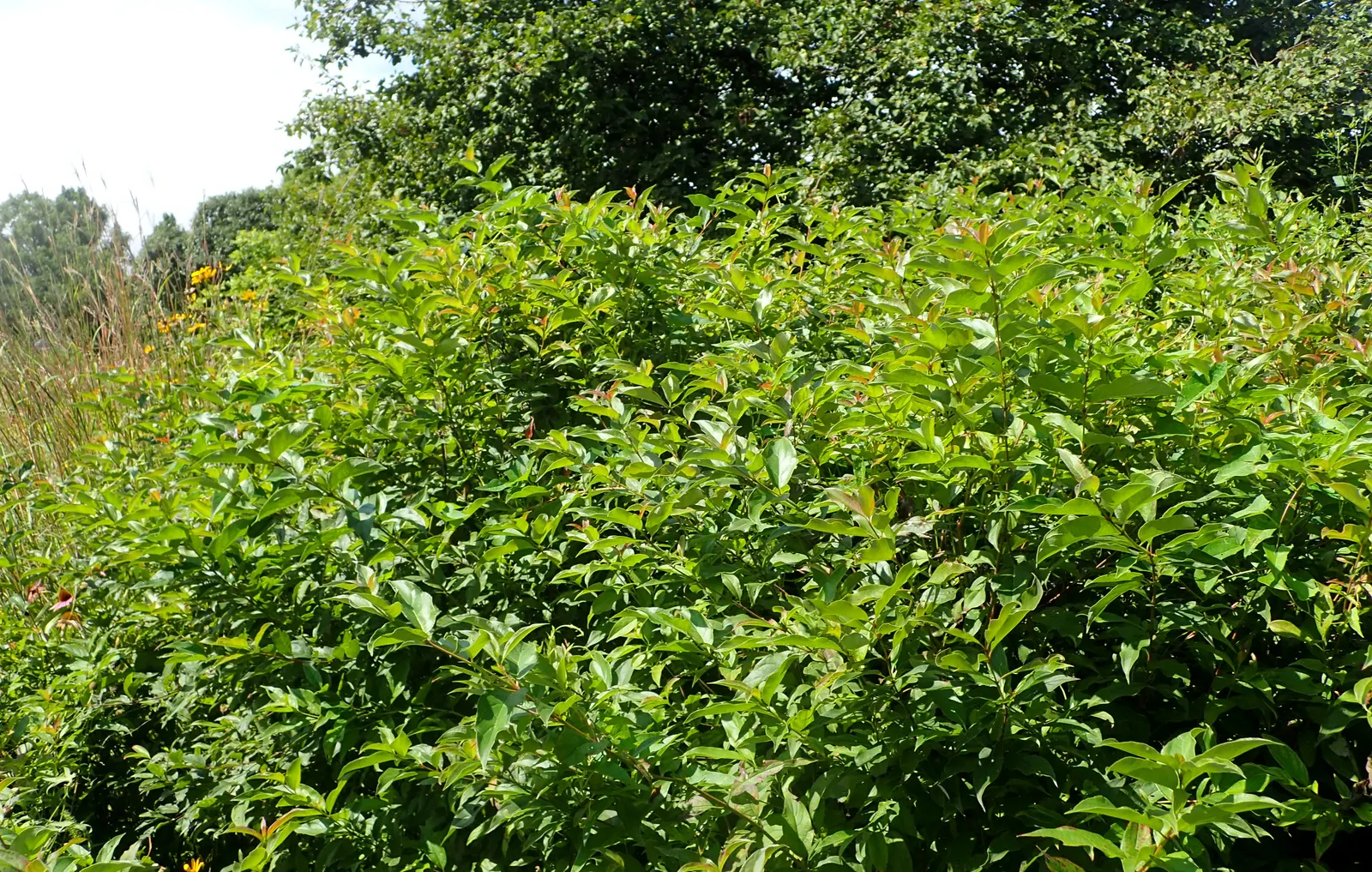 Gray Dogwood (Cornus Racemosa) — It generally reaches 10-15 feet in height with a similar spread