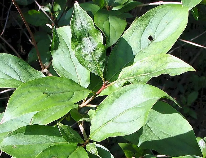 Gray Dogwood (Cornus Racemosa) — scientifically named Cornus racemosa
