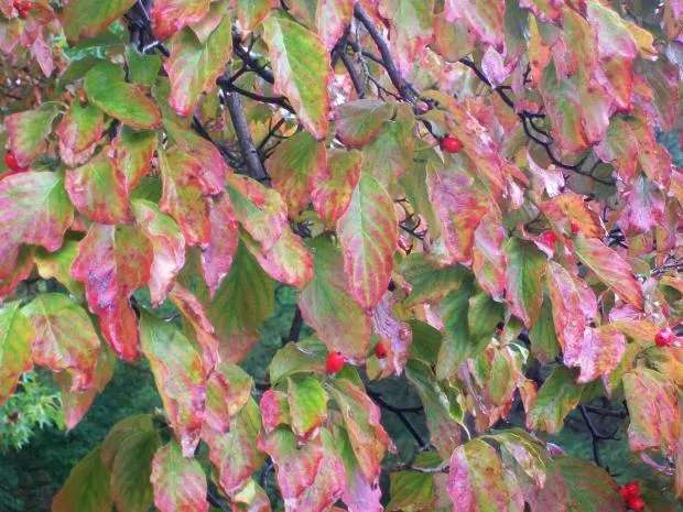 Gray Dogwood (Cornus Racemosa) — is a deciduous shrub indigenous to North America