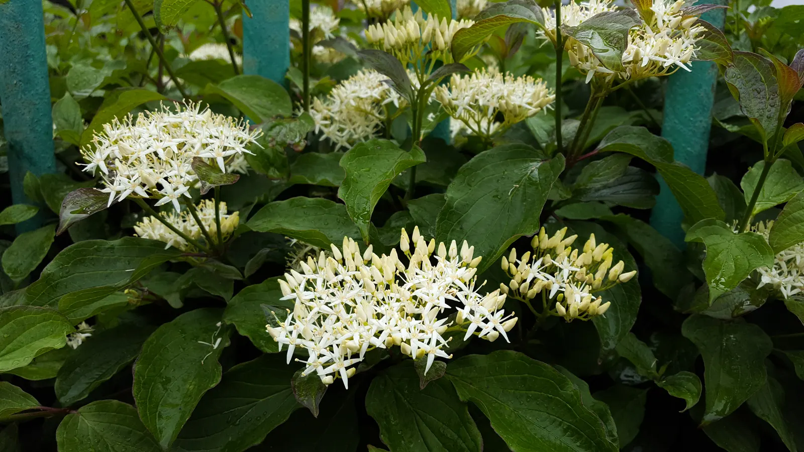 Gray Dogwood (Cornus Racemosa) — which provide a valuable food source for local wildlife