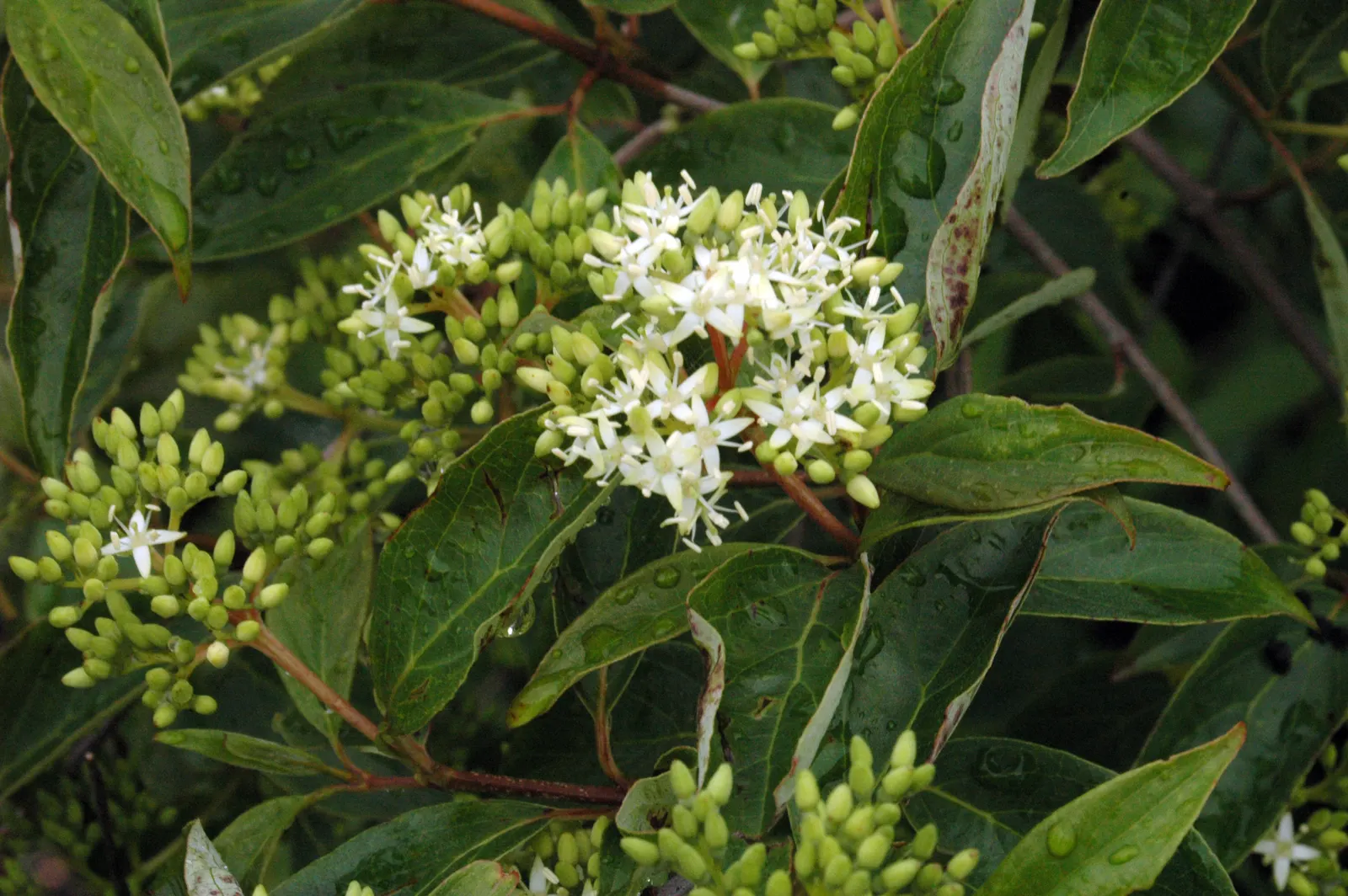 Gray Dogwood (Cornus Racemosa) — with leaves growing up to 4 inches long