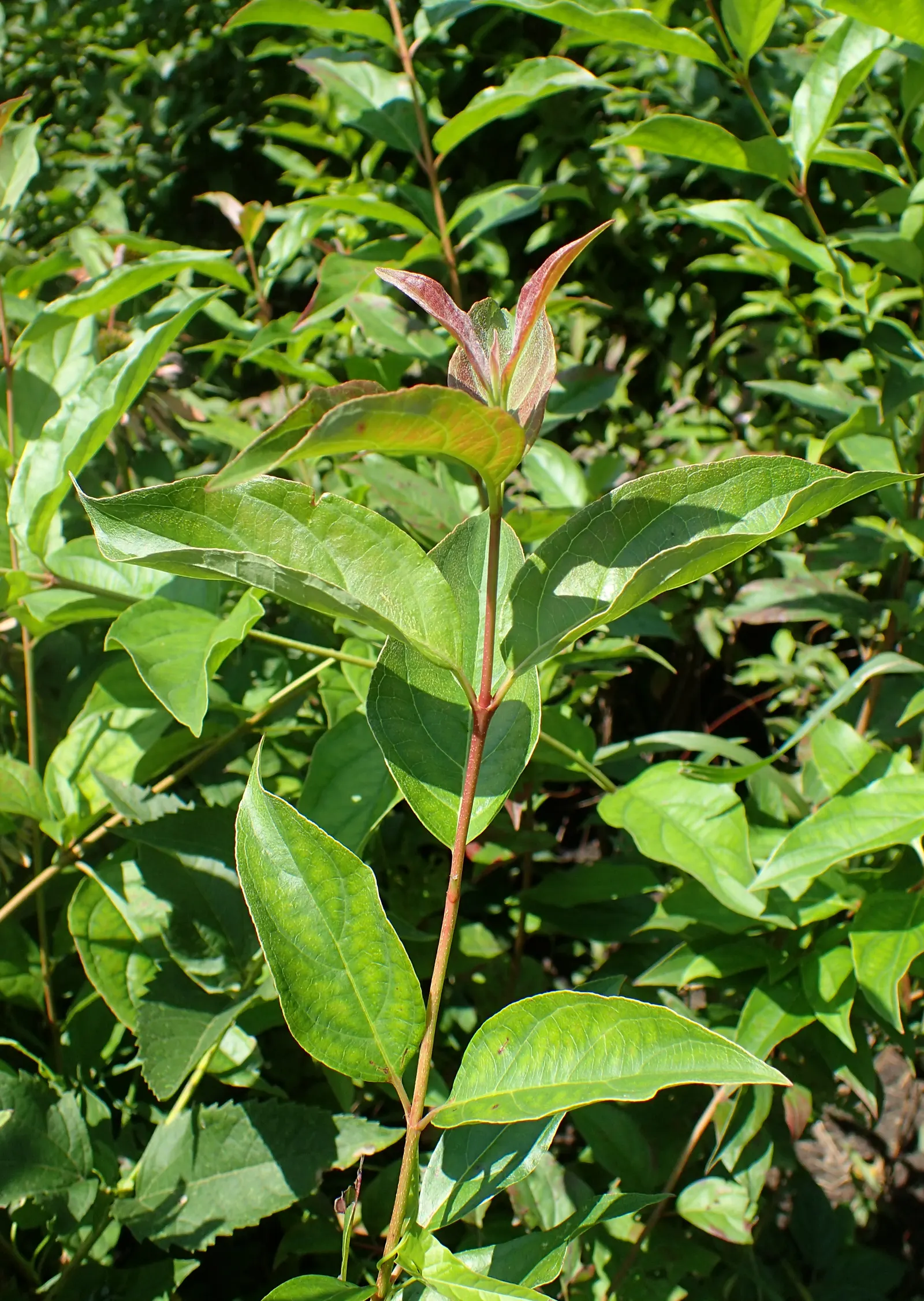 Gray Dogwood (Cornus Racemosa) — gaining several feet per year under optimal conditions