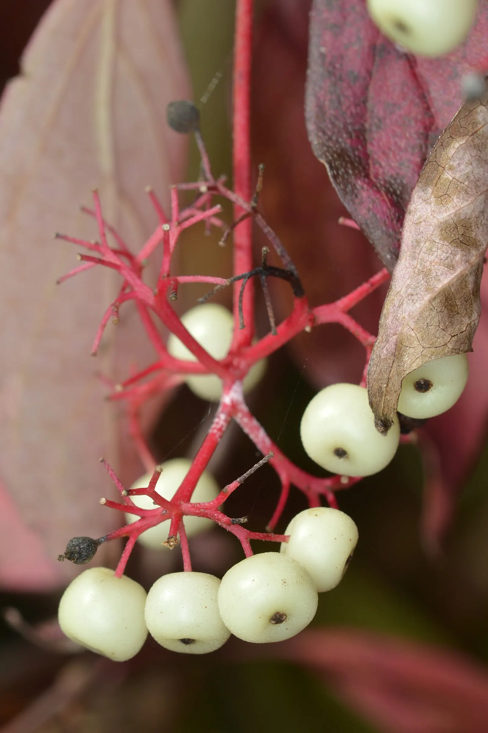 Gray Dogwood (Cornus Racemosa) — It is also highly resistant to disease and pests