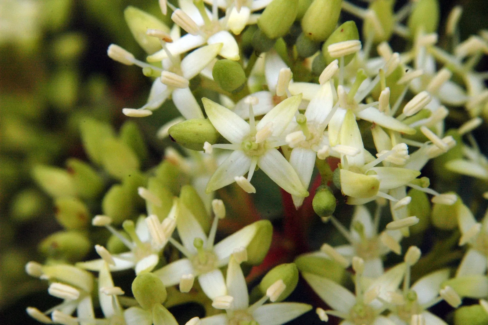 Gray Dogwood (Cornus Racemosa) — Its medium to rapid growth rate