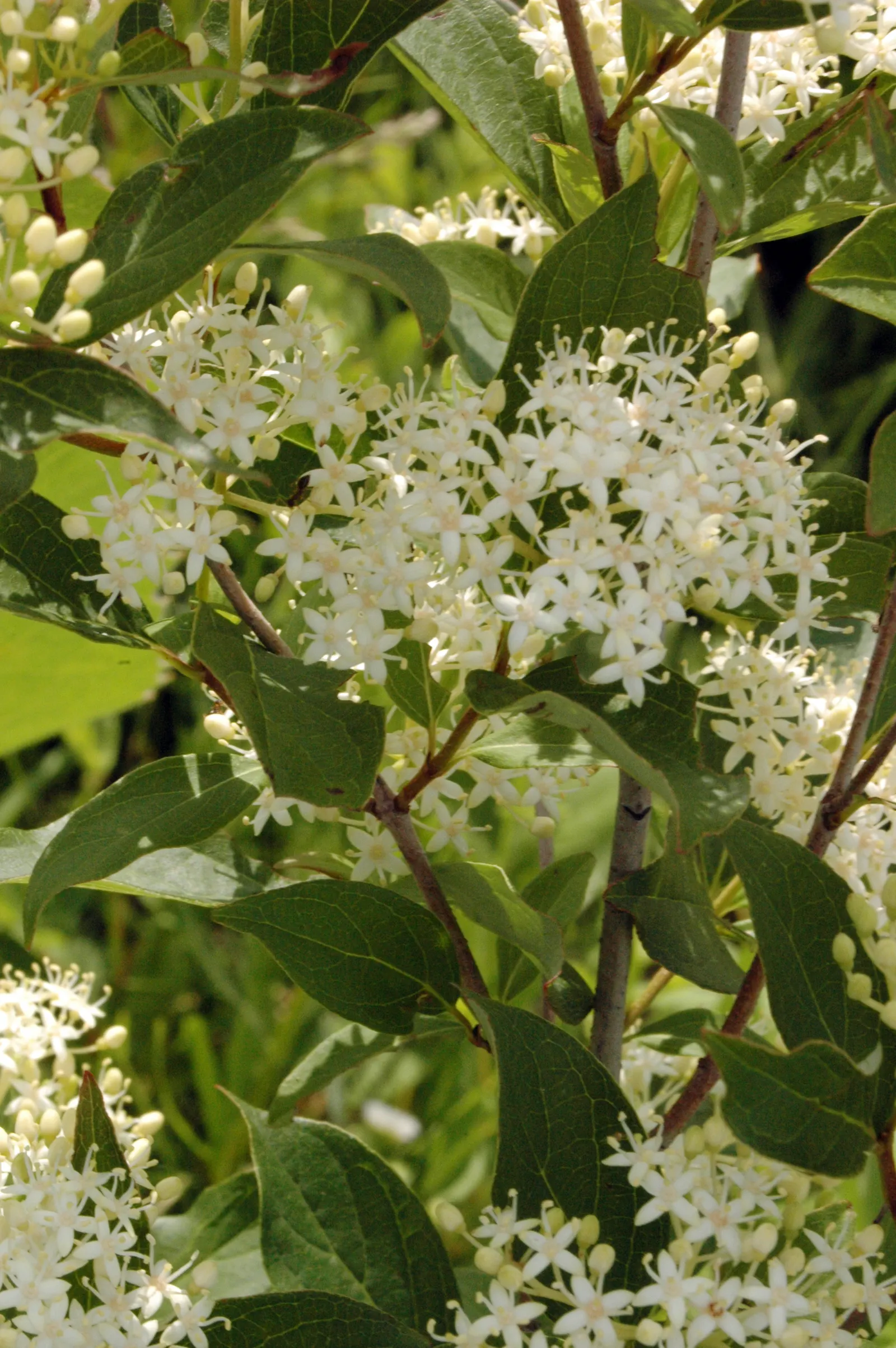Gray Dogwood (Cornus Racemosa) — presenting a dusty green hue that transitions to a striking red-purple in the fall