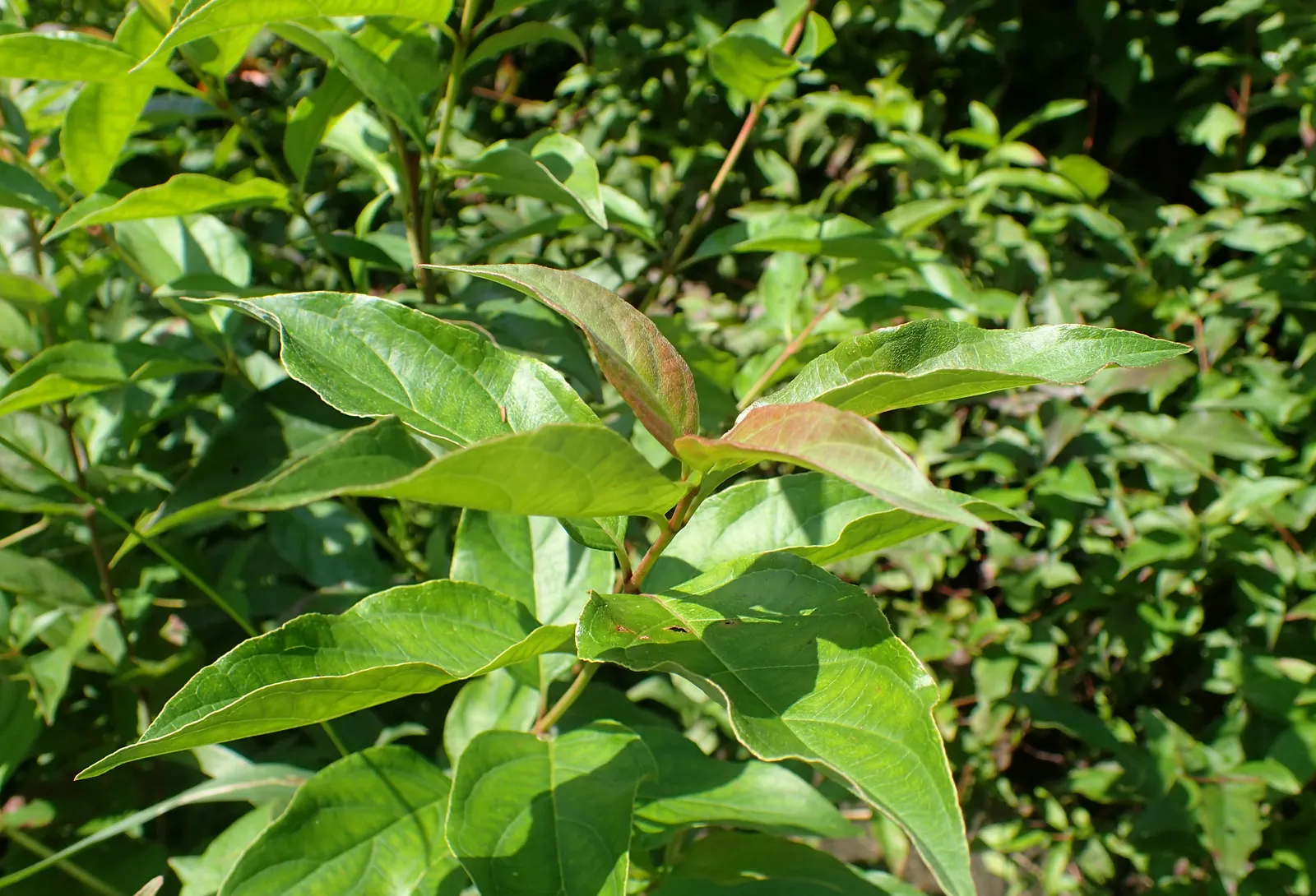 Gray Dogwood (Cornus Racemosa) — offering a blend of utility and aesthetic appeal for landscape design