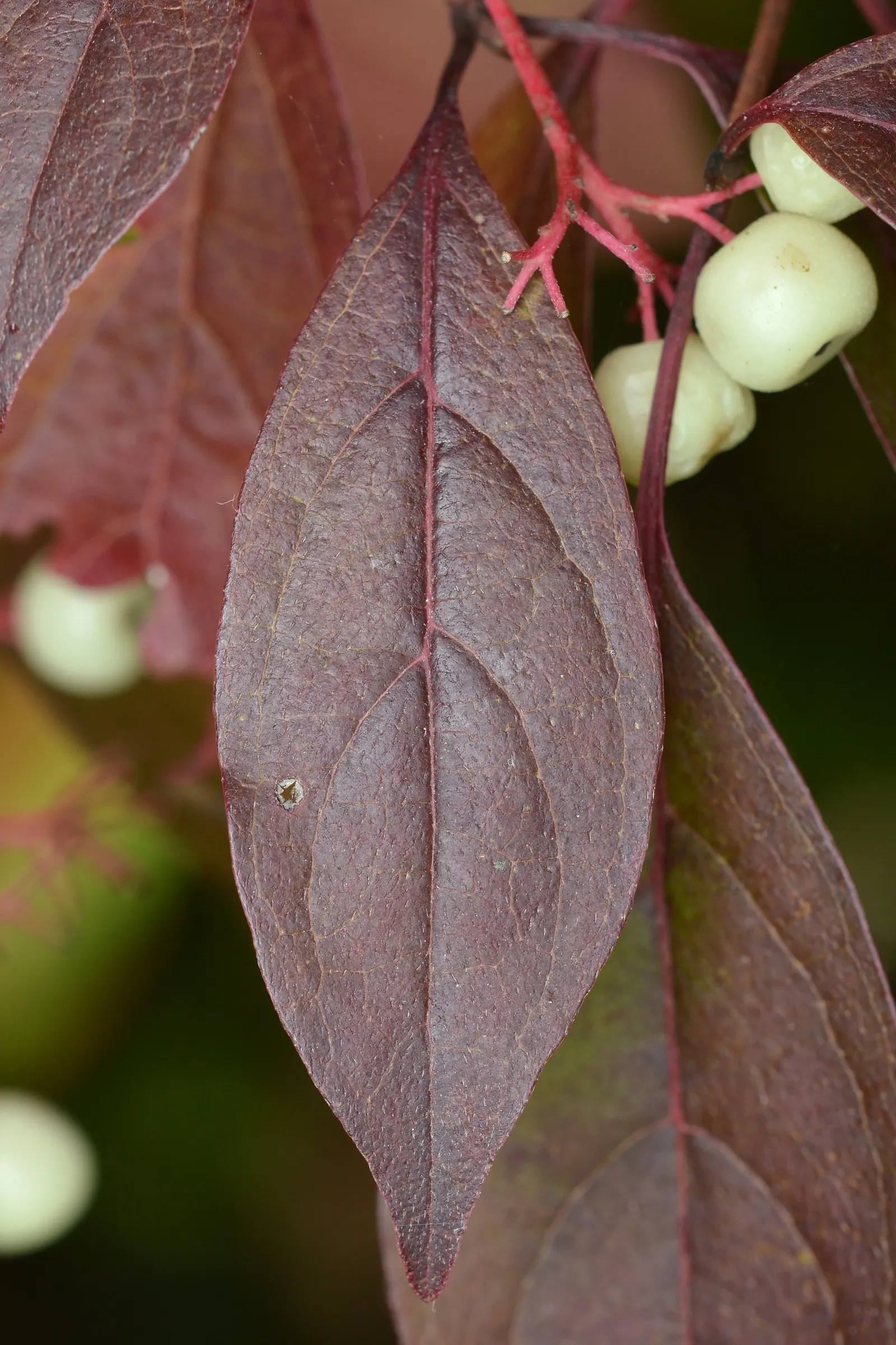 Gray Dogwood (Cornus Racemosa) — followed by white berries that attract birds