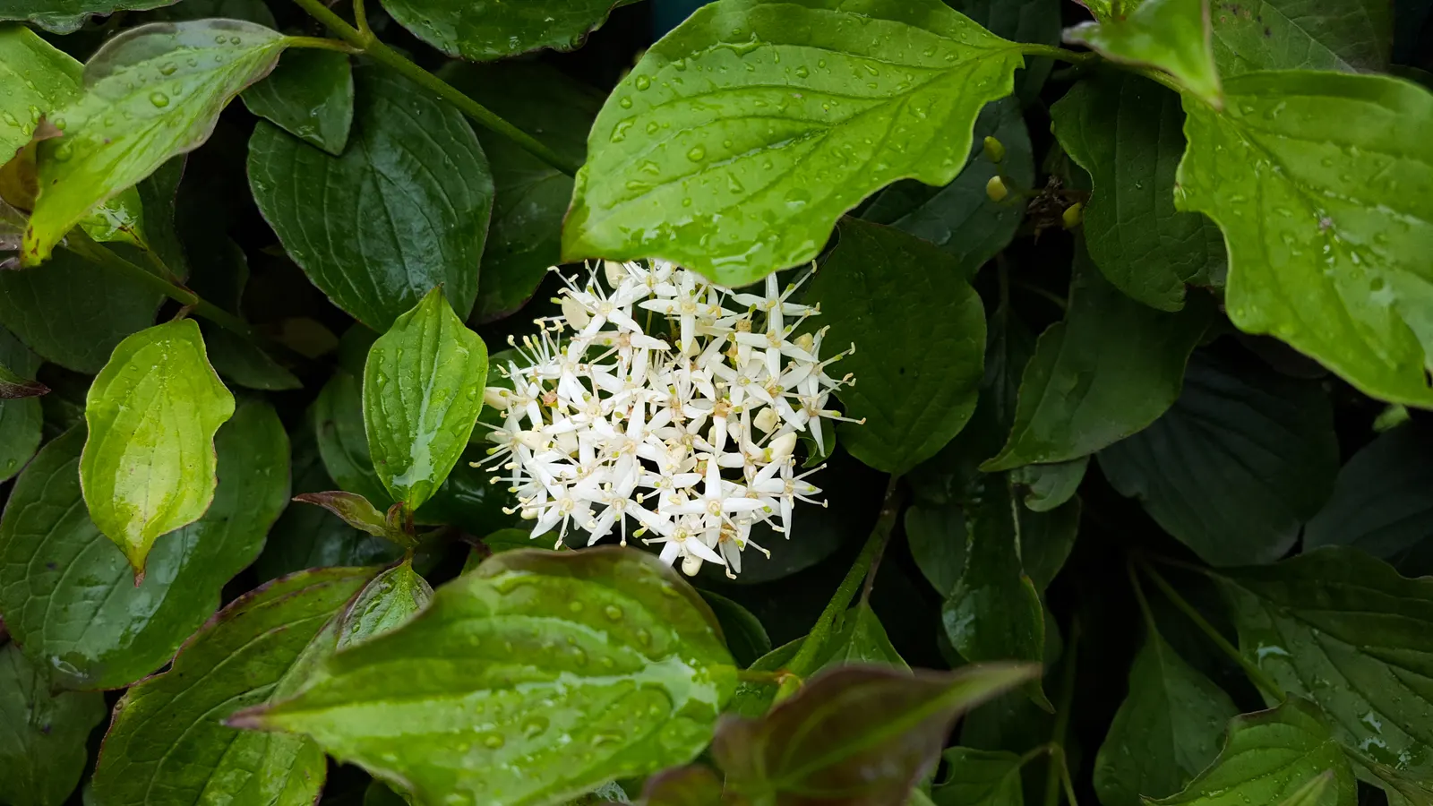 Gray Dogwood (Cornus Racemosa) — with minimal pruning requirements