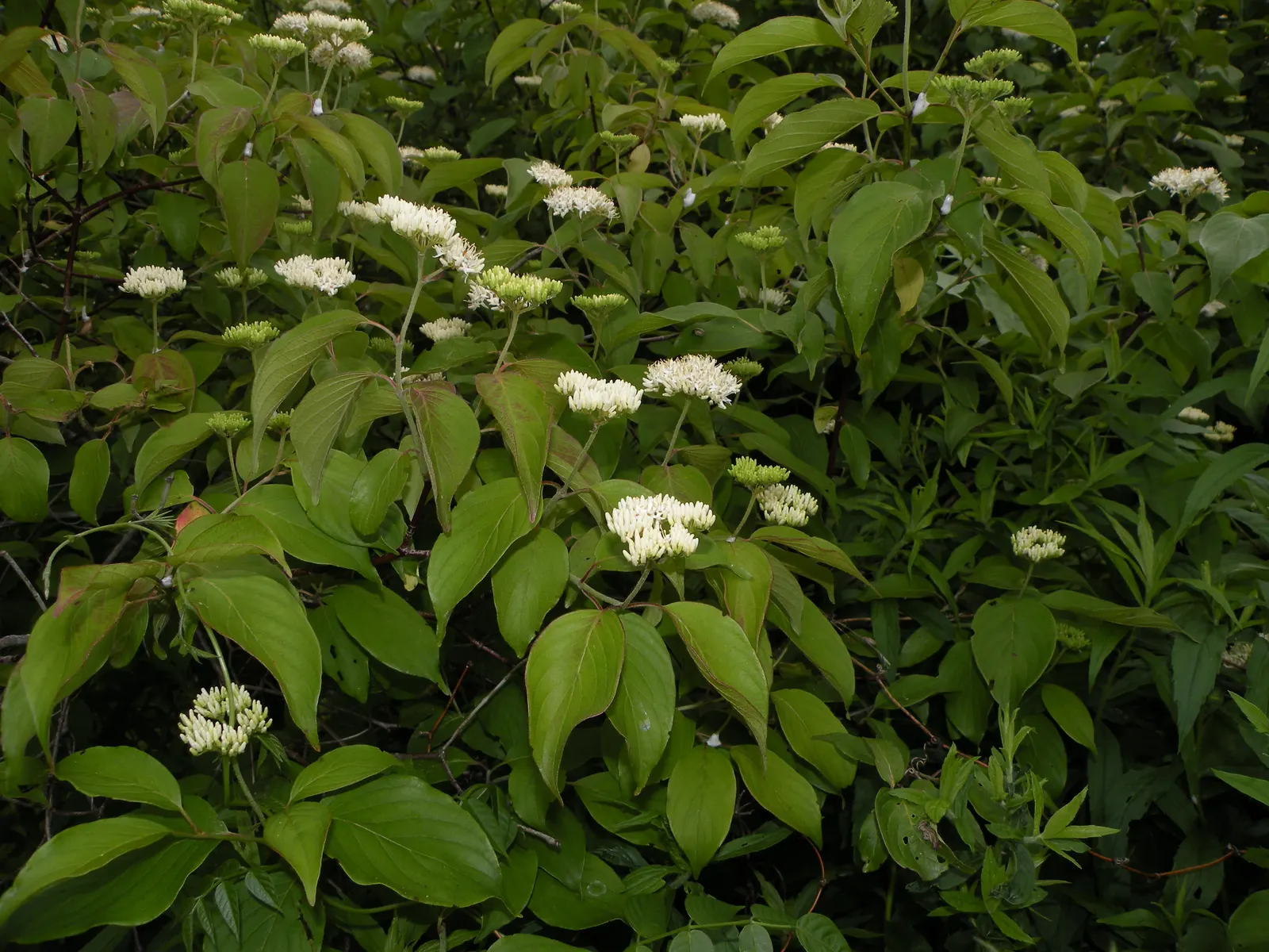 Gray Dogwood (Cornus Racemosa) — greenish-white flowers bloom in late spring
