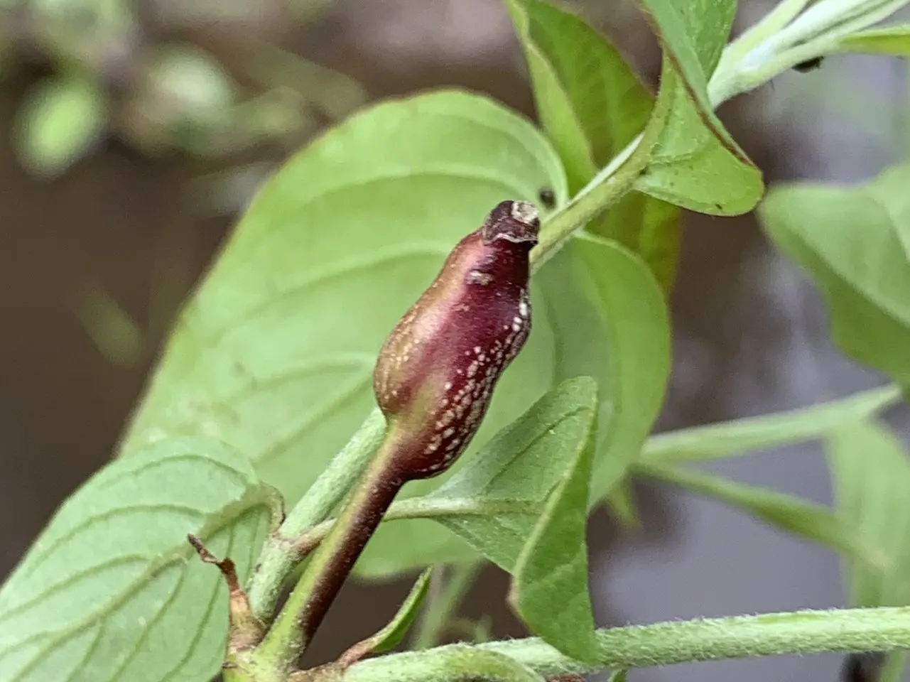 Gray Dogwood (Cornus Racemosa) — Prefers full sun to partial shade and adapts to various soils